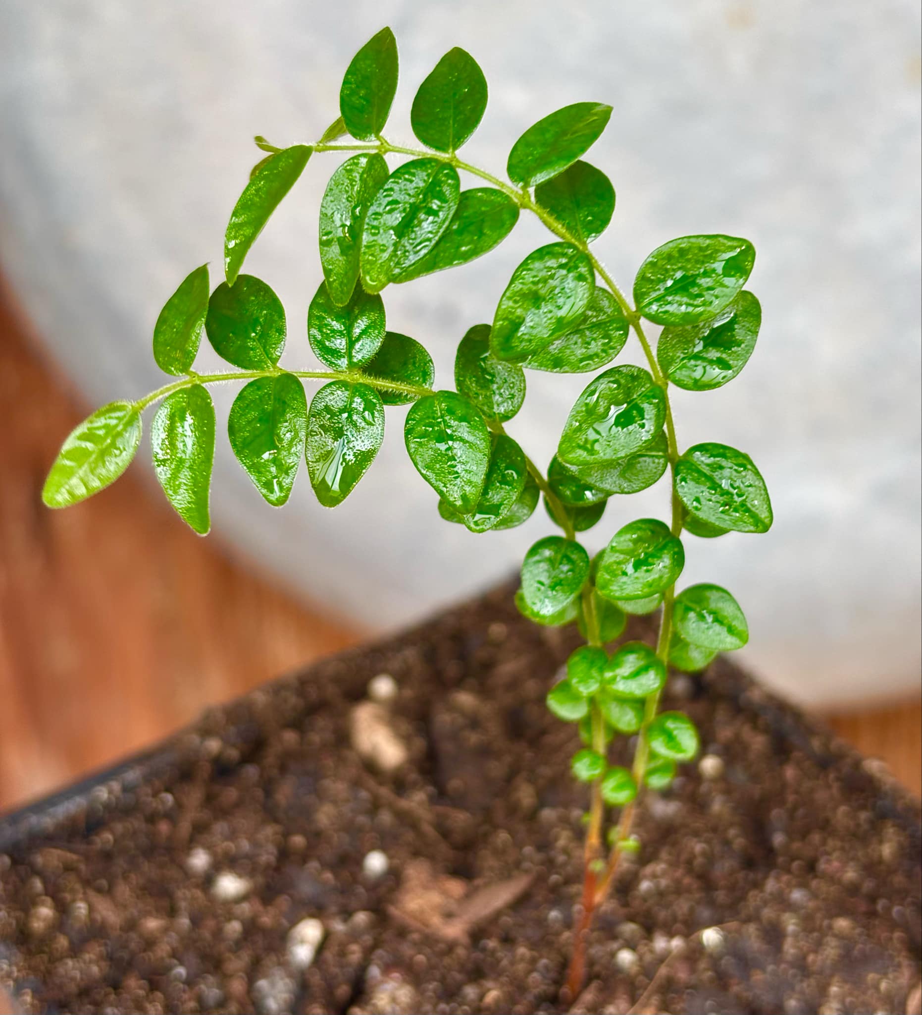 Myrciaria sp Pastora - 1 small potted seedling / 1 kleiner, getopfter Sämling