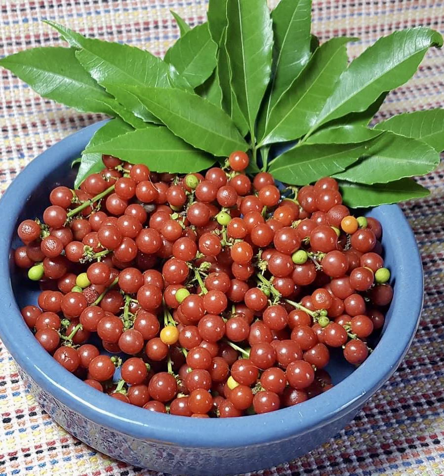 Allophylus edulis - Chal-Chal / Fruta de Pomba - 1 fresh seed / 1 frischer Samen