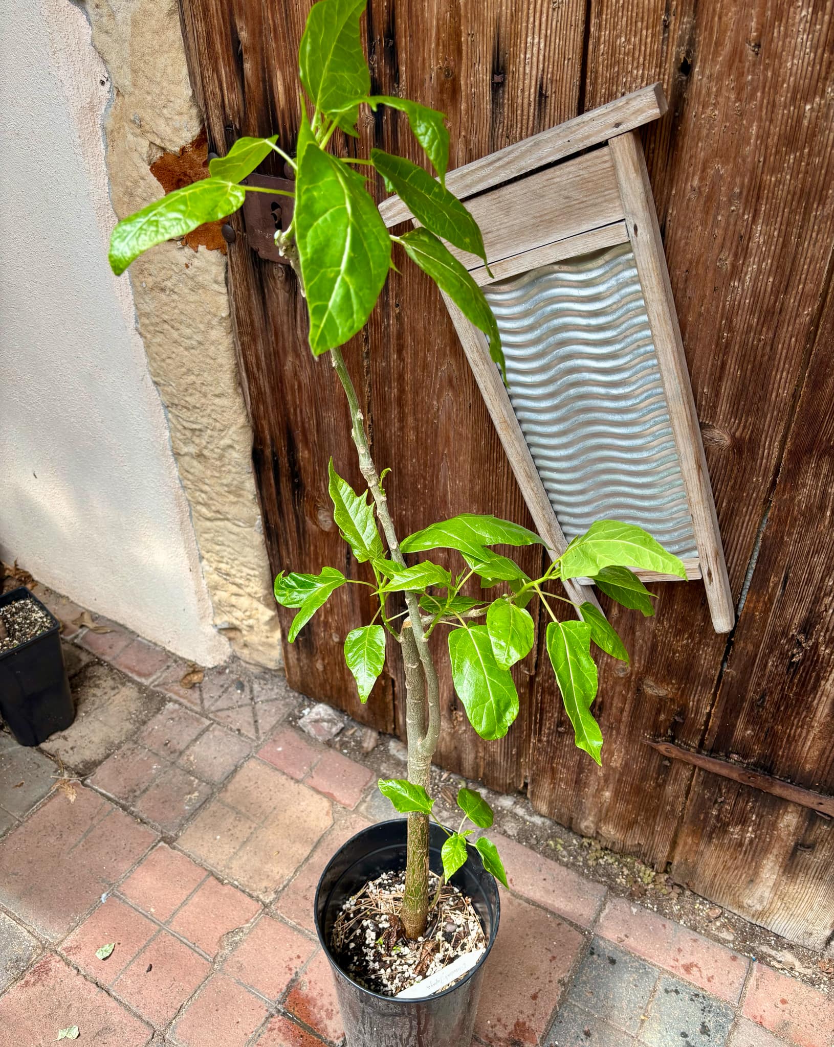 Oakleaf Papaya (Carica querzifolia) -  1 potted plant / 1 getopfte Pflanze