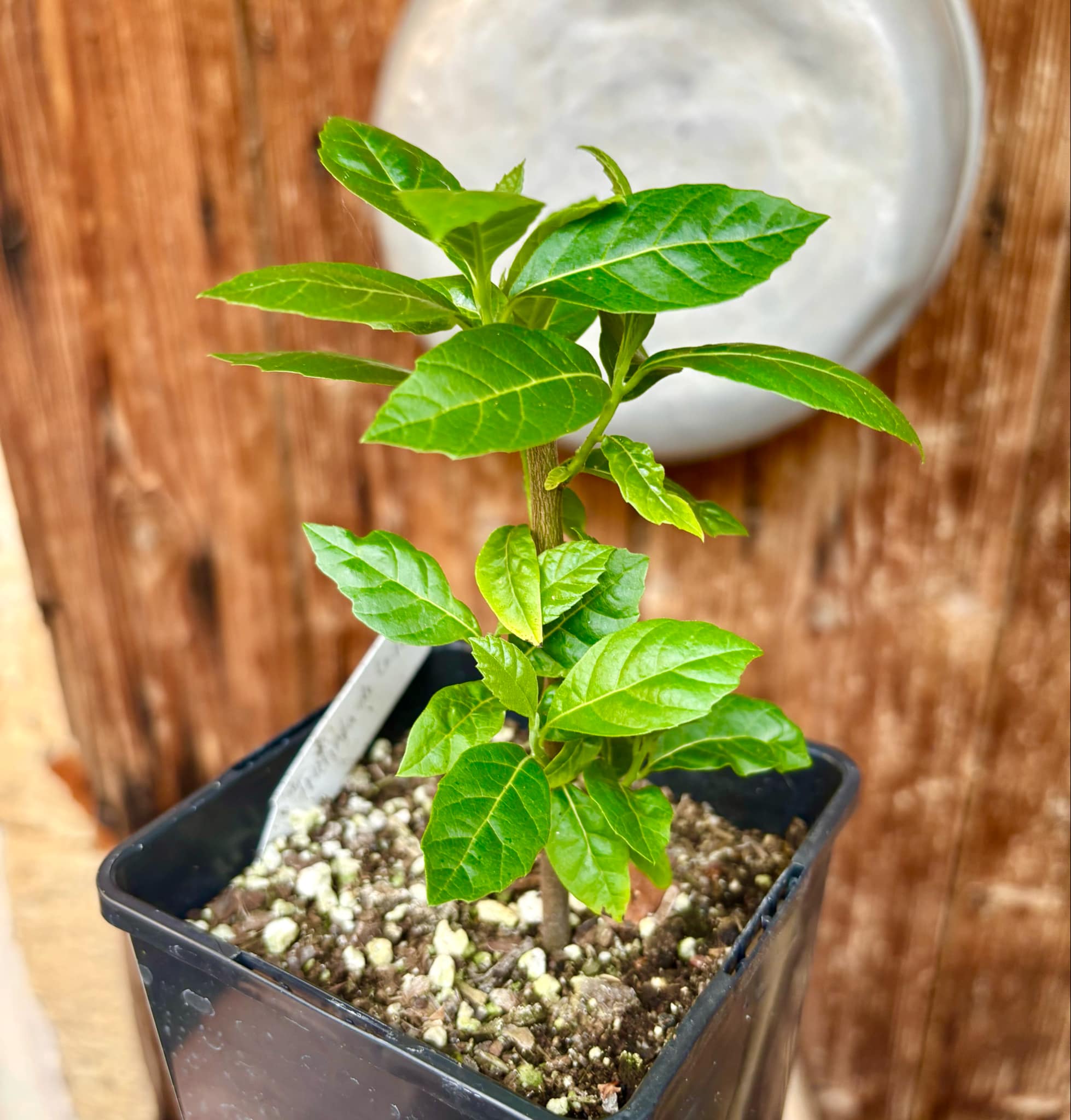 Cordia taguahyensis - Frutinha de Leite- 1 potted plant / 1 getopfte Pflanze