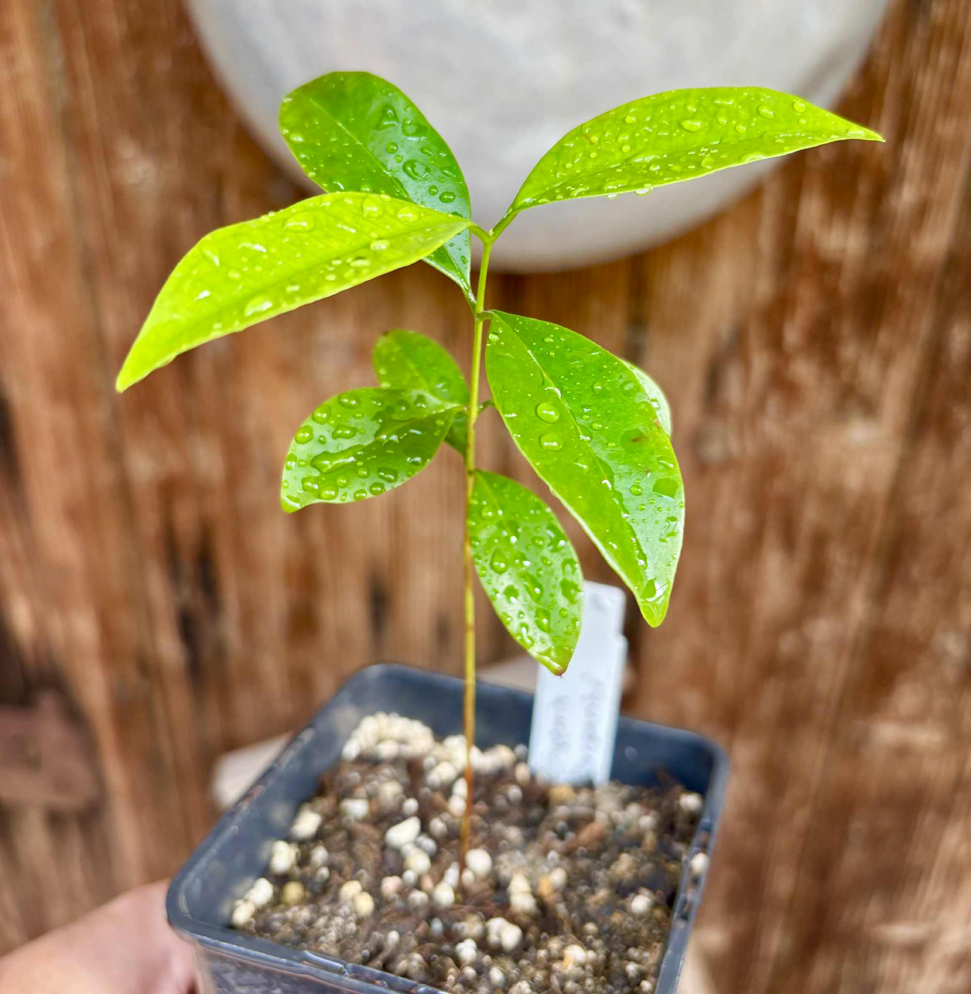 Eugenia zuccarini - 1 potted seedling / 1 getopfter Sämling