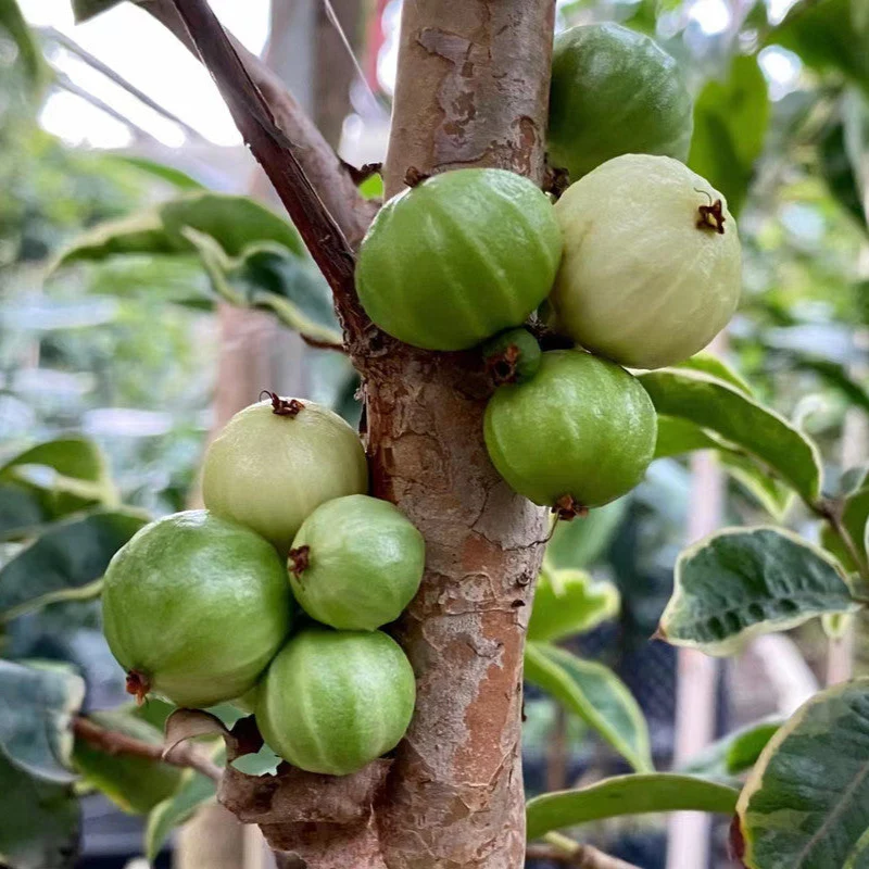 Jabuticaba Green Crystal (Plinia sp) -  1 fresh seed / 1 frischer Samen