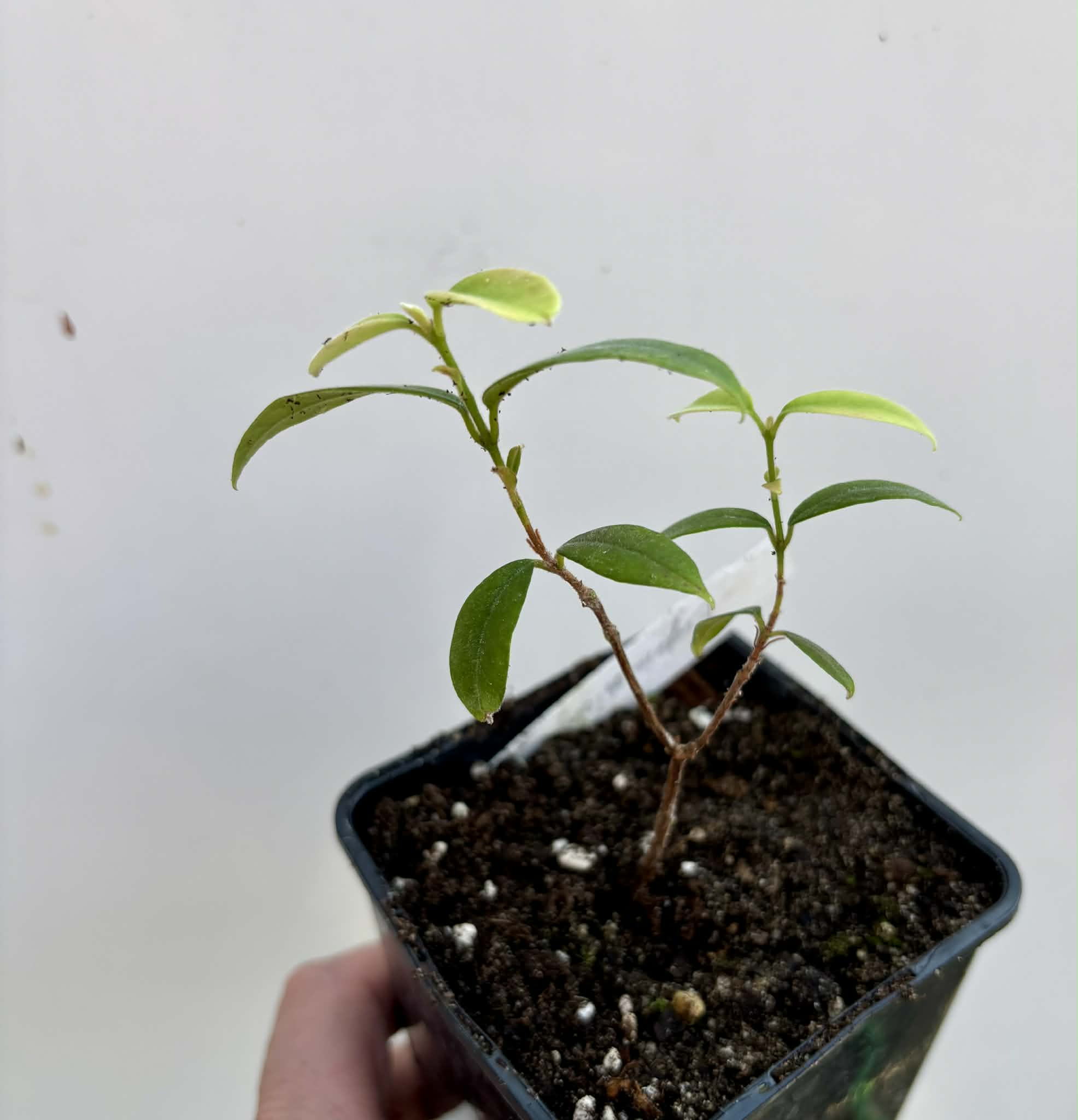 Eugenia oblongata - 1 potted plant / 1 getopfte Pflanze