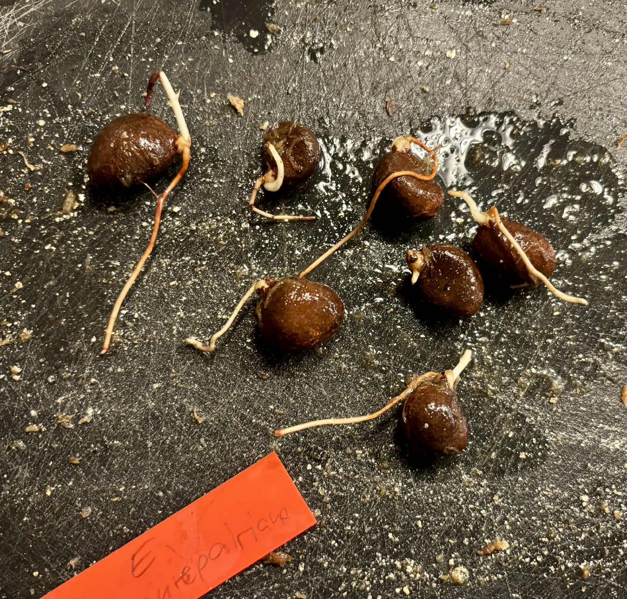 Uvaia do Visconde (Eugenia beaurepairiana) - 1 germinated seed / 1 gekeimter Samen