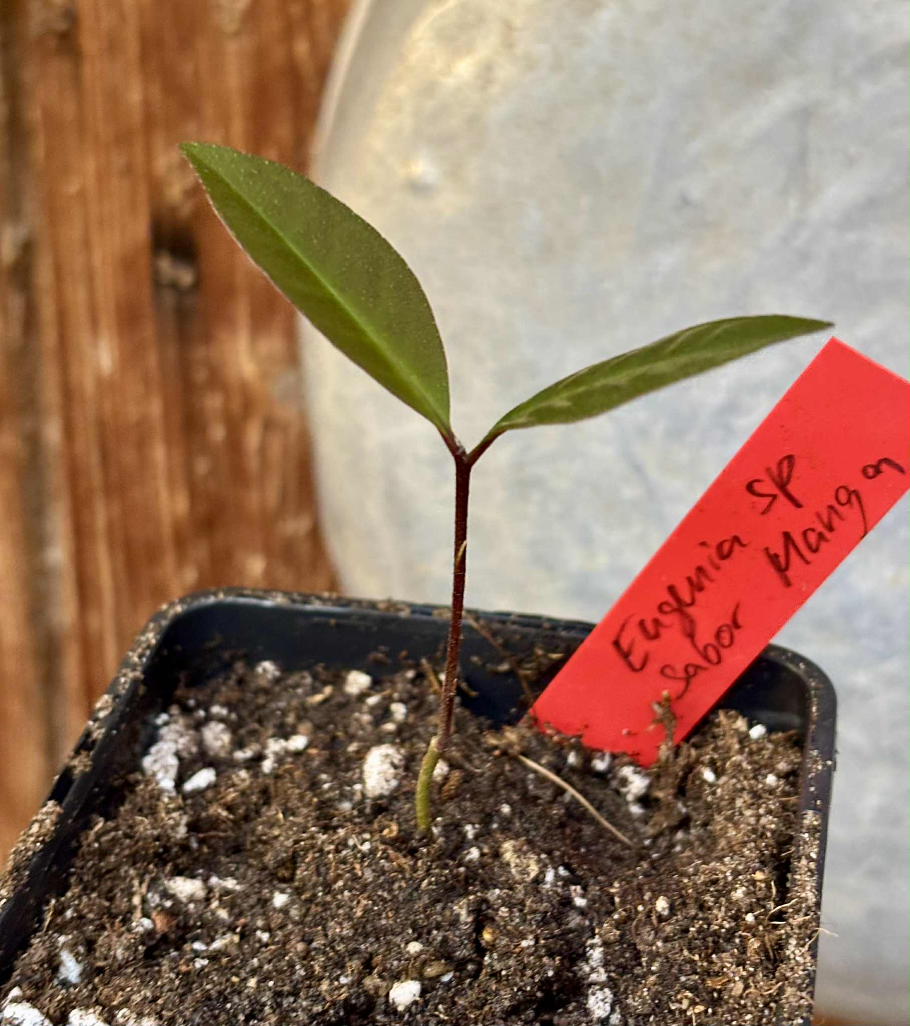 Eugenia sp Sabor Manga - 1 potted seedling / 1 getopfter Sämling