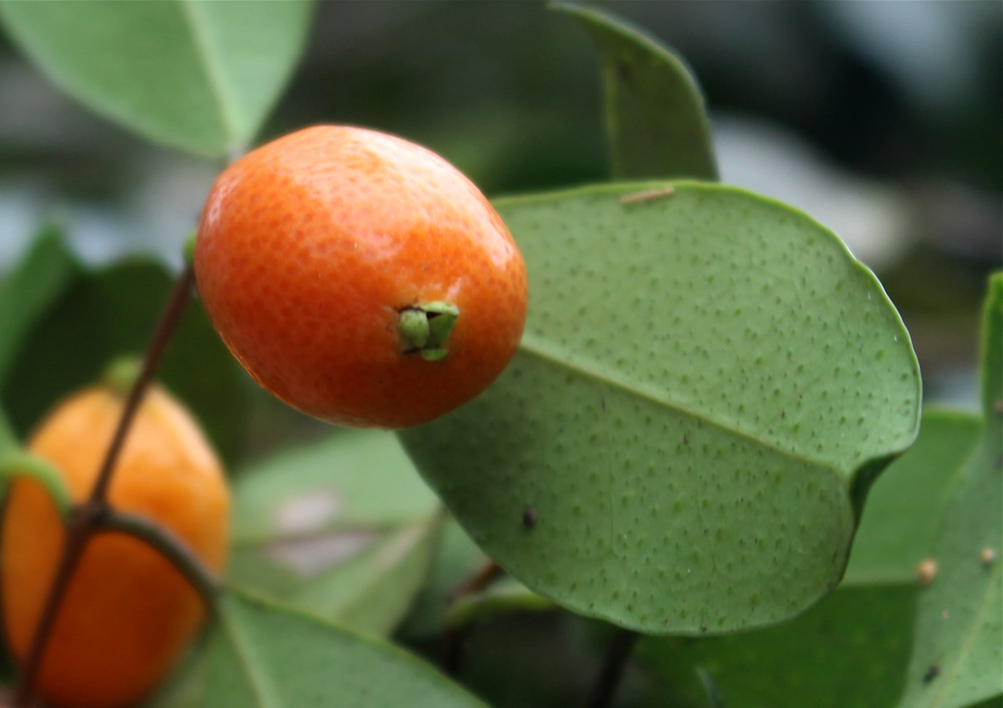 Pre Order - Eugenia stigmatosa -  1 fresh seed / 1 frischer Samen