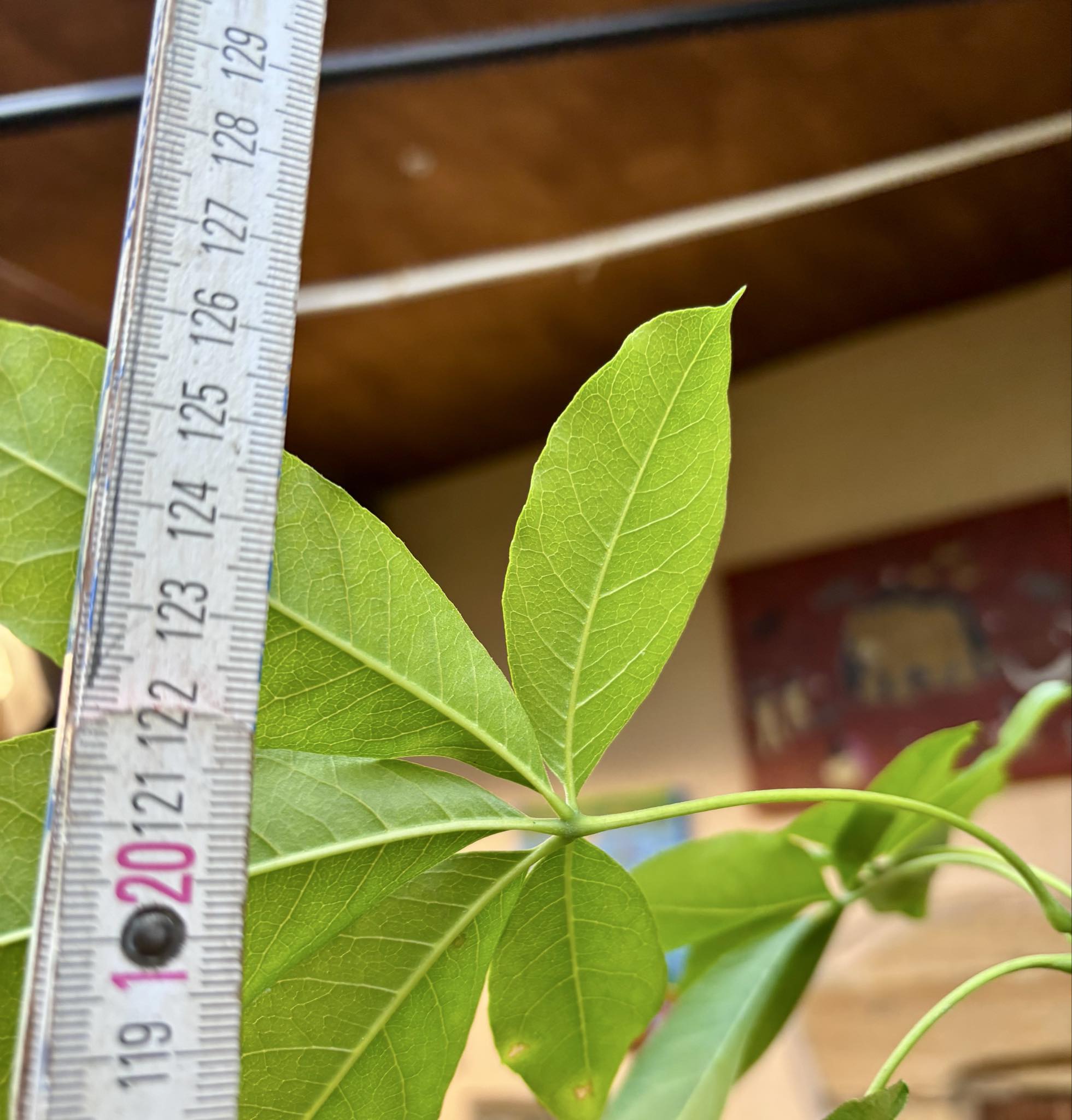 7 years old - White Sapote (Casimiroa edulis) - 1 potted plant / 1 getopfte Pflanze
