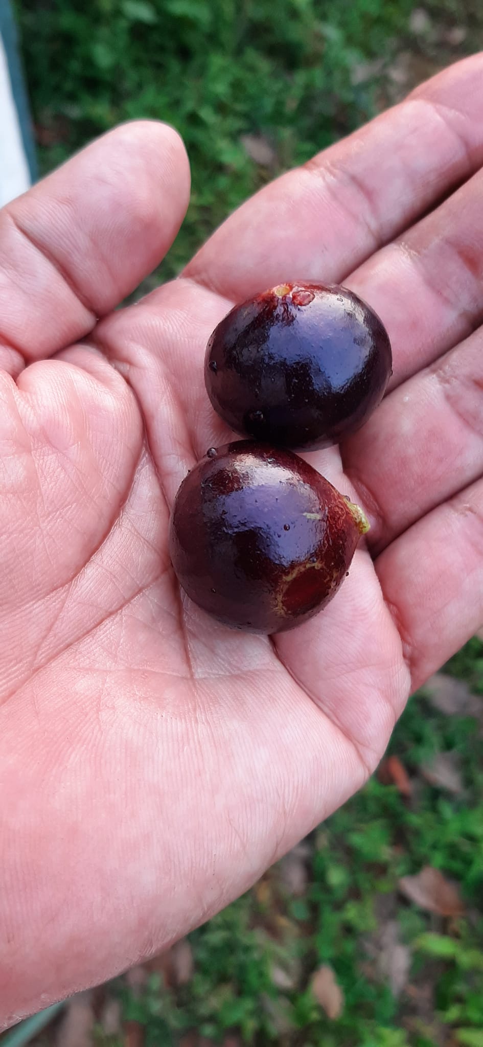 10 years old with flowers - Red Jaboticaba (Plinia cauliflora x P. aureana) - 1 potted plant / 1 getopfte Pflanze