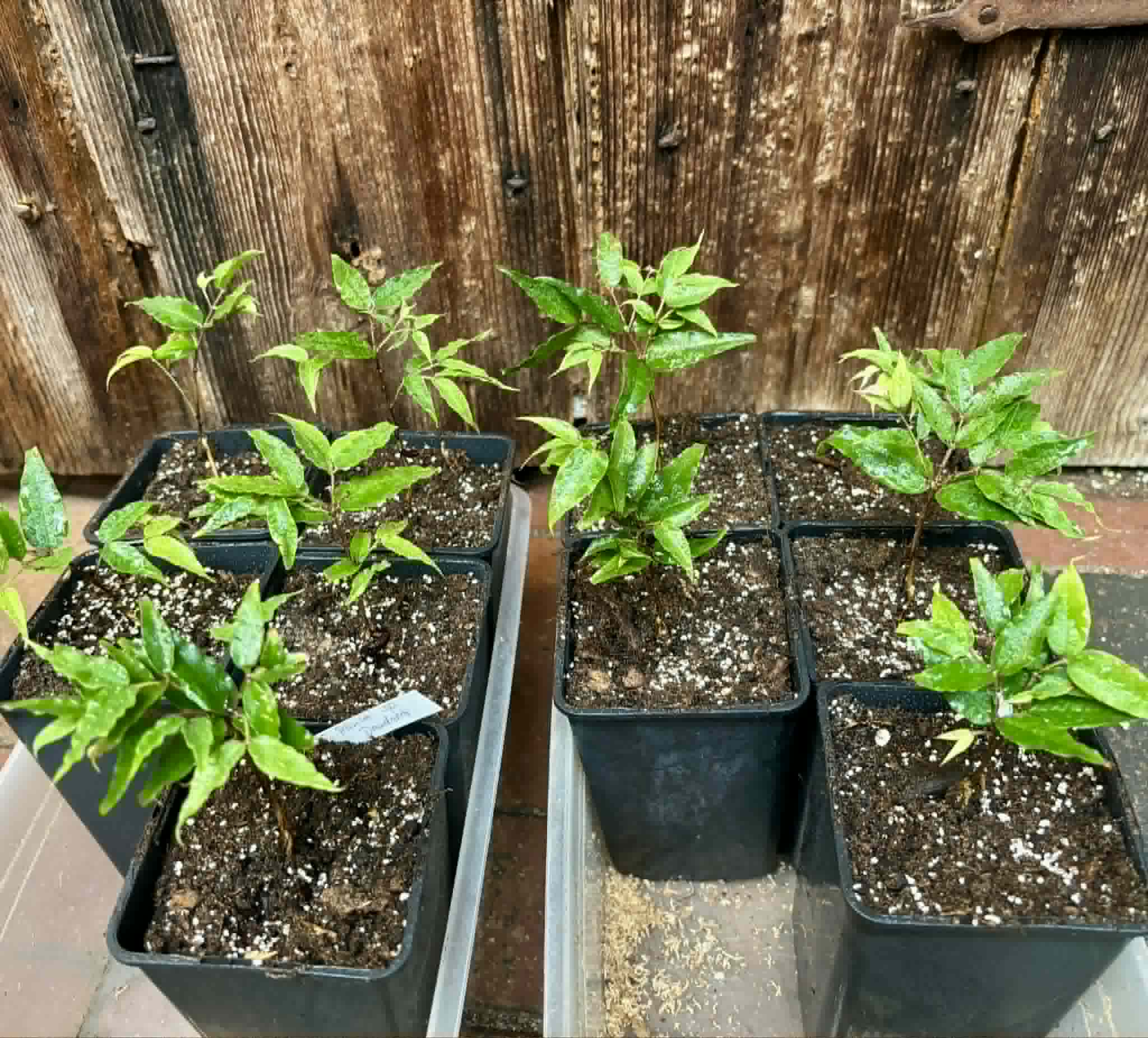 Special offer - Plinia sp Dandara -  1 potted seedling / 1 getopfter Sämling