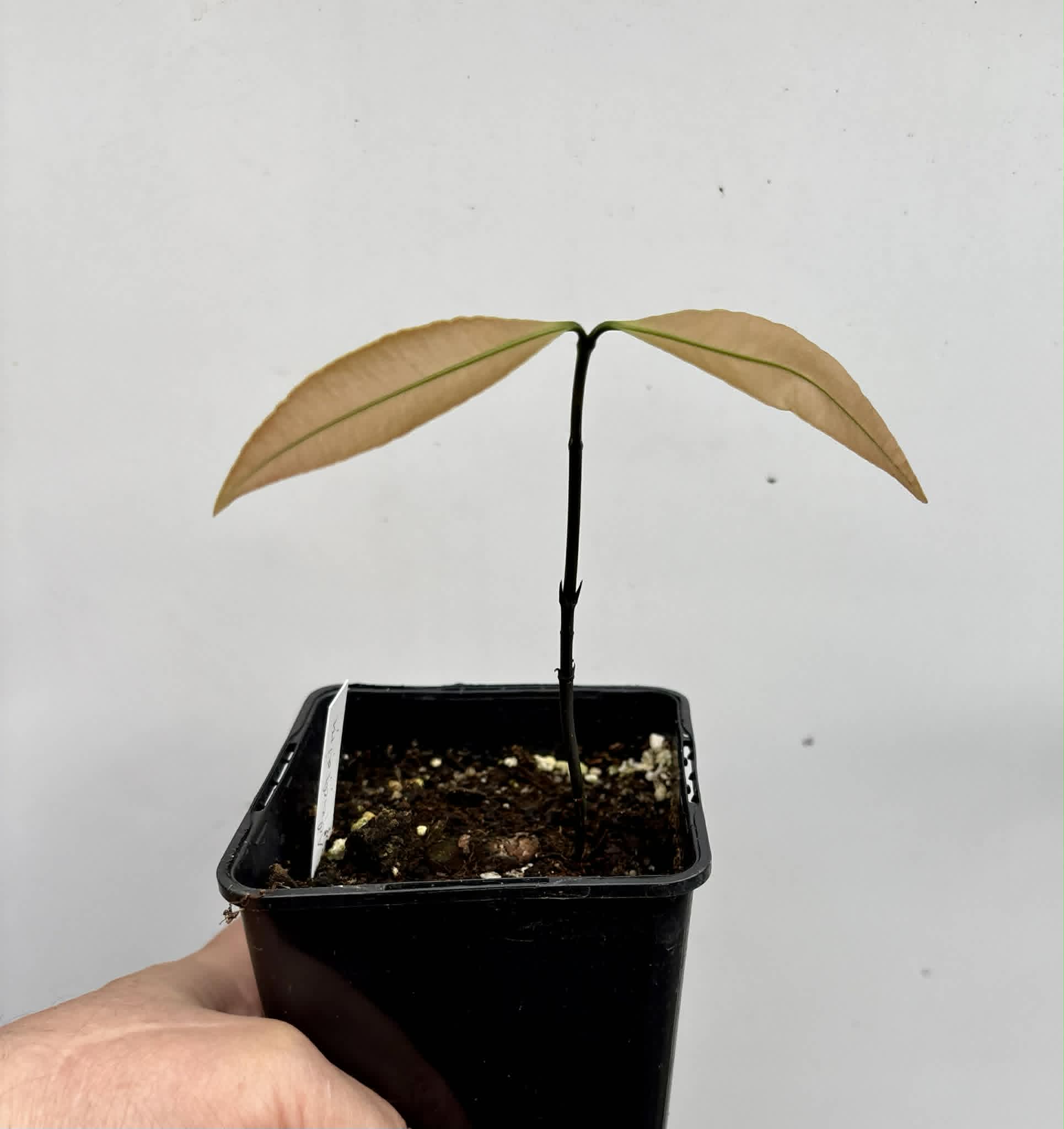 Achachairu (Garcinia humilis) - 1 potted seedling / 1 getopfter Sämling