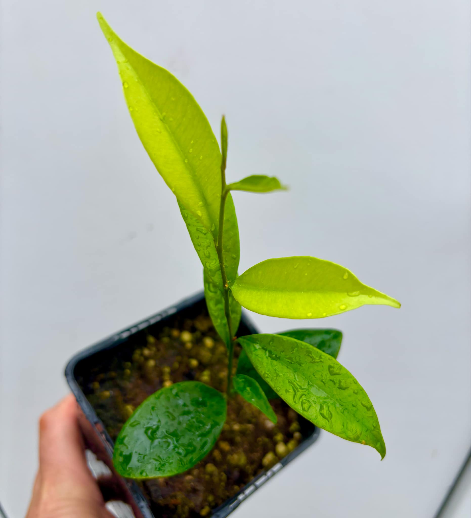 Diploon cuspidatum  -  1 potted seedling / 1 getopfter Sämling