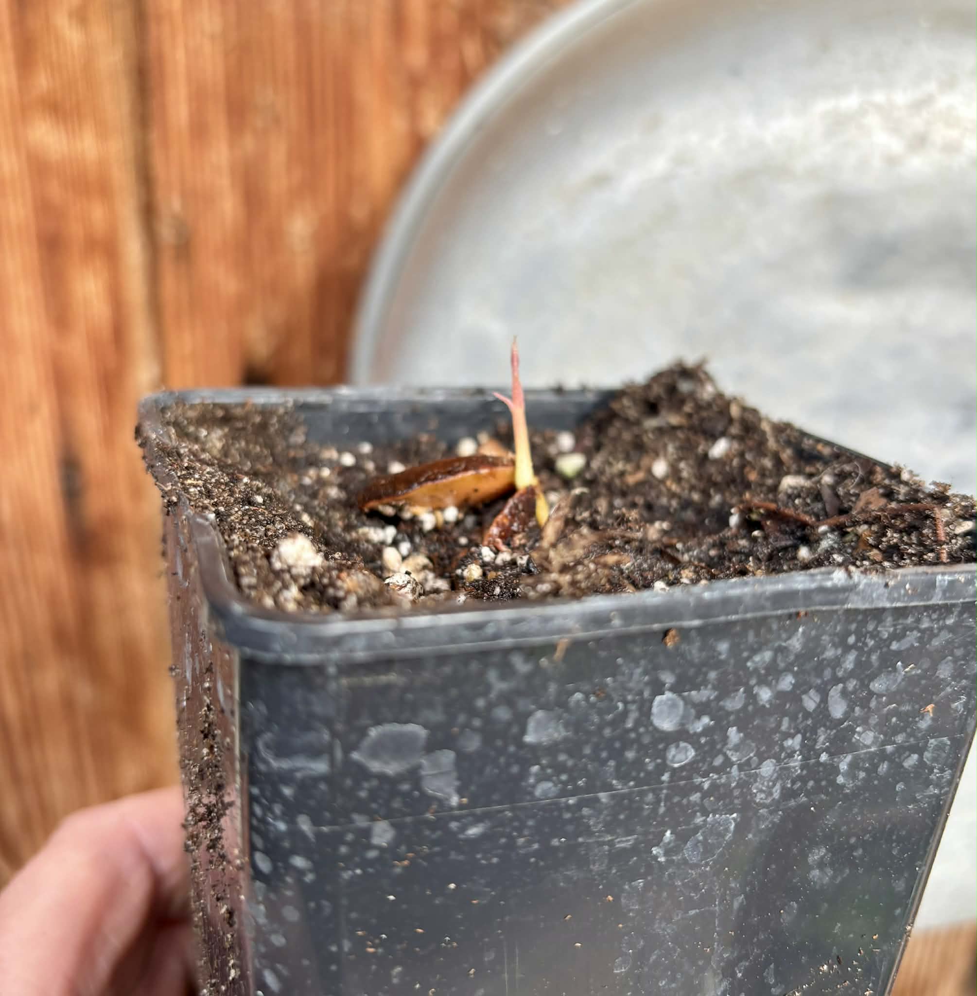 Plinia sp Flavioides - 1 potted seedling / 1 getopfter Sämling