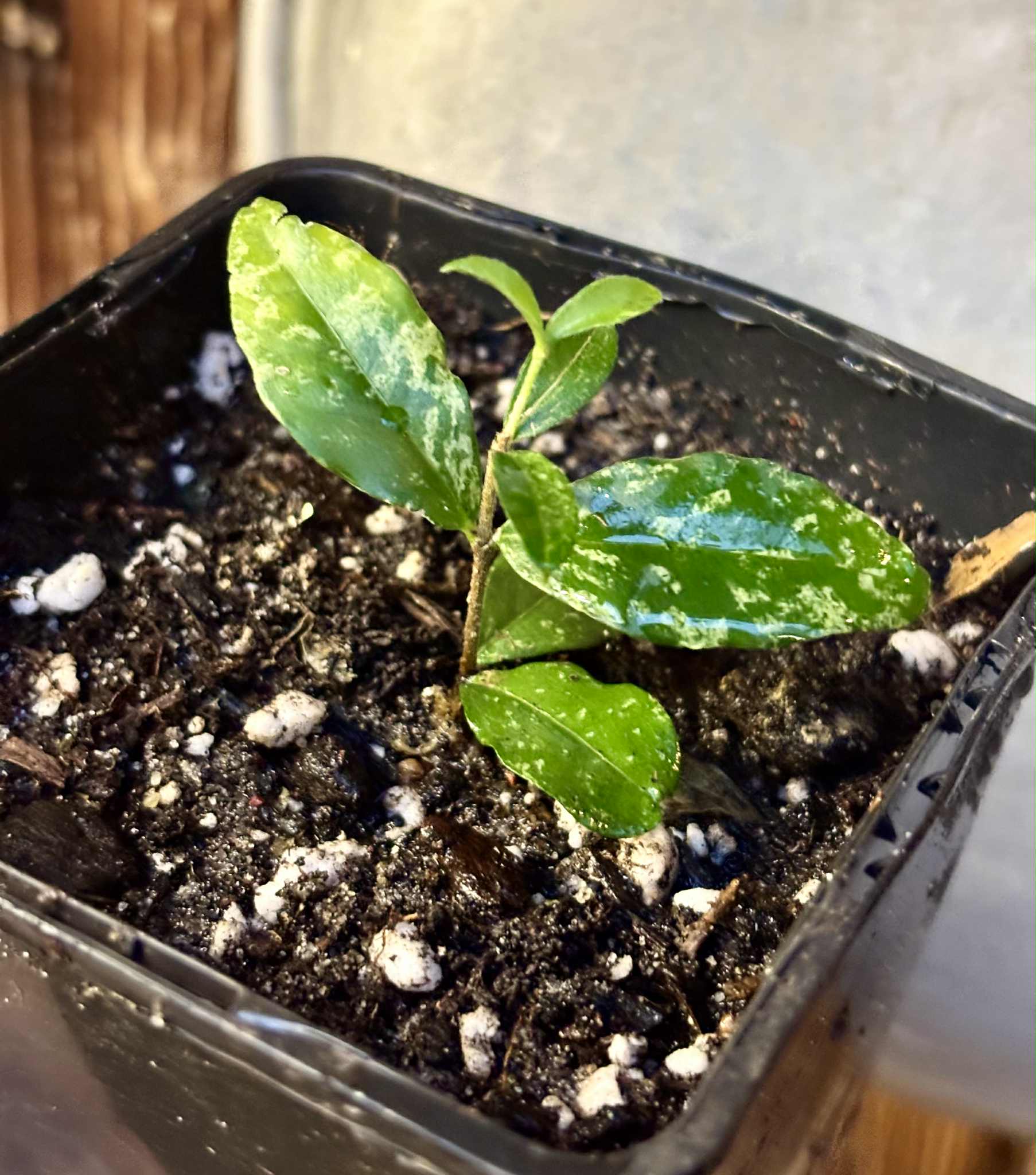 variegated Acerola (Malpighia glabra) rooted cutting - 1 potted rooted cutting / 1 getopfter, bewurzelter Steckling