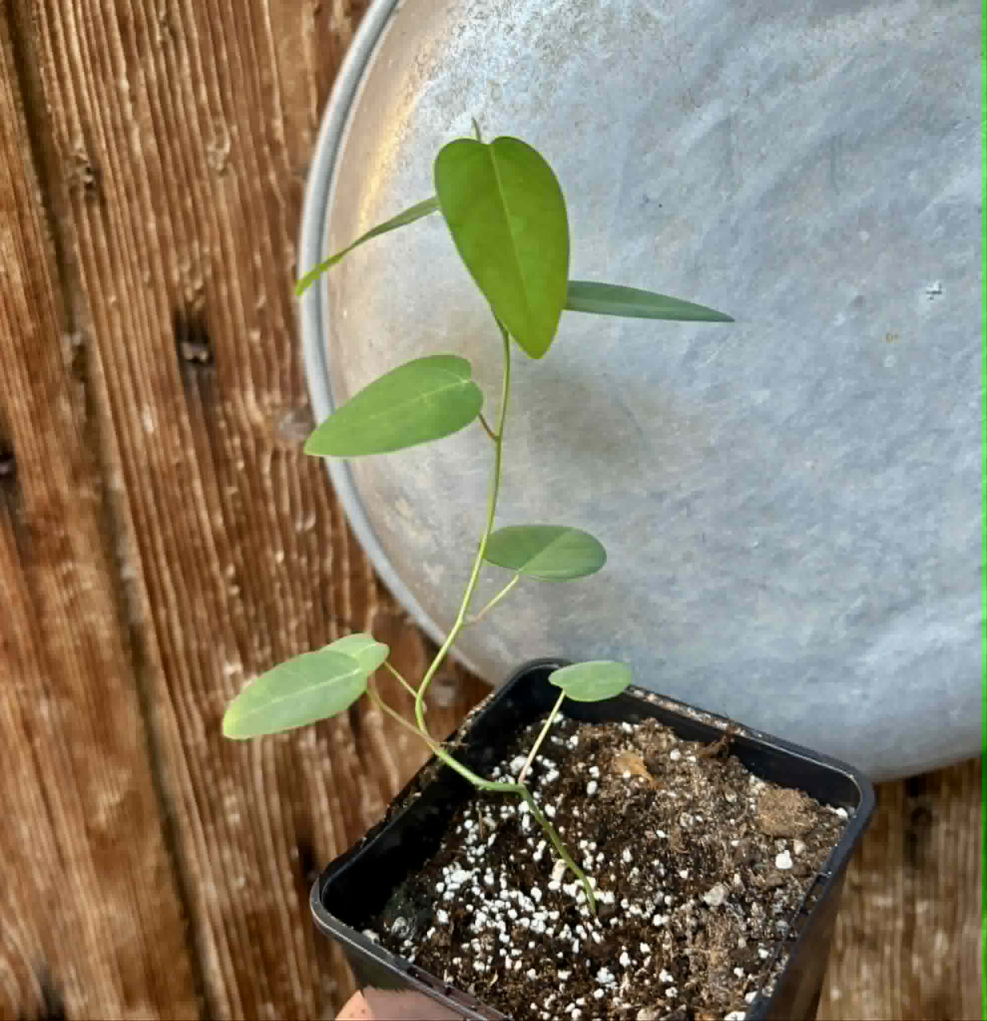 Passiflora silvestris - 1 potted seedling / 1 getopfter Sämling