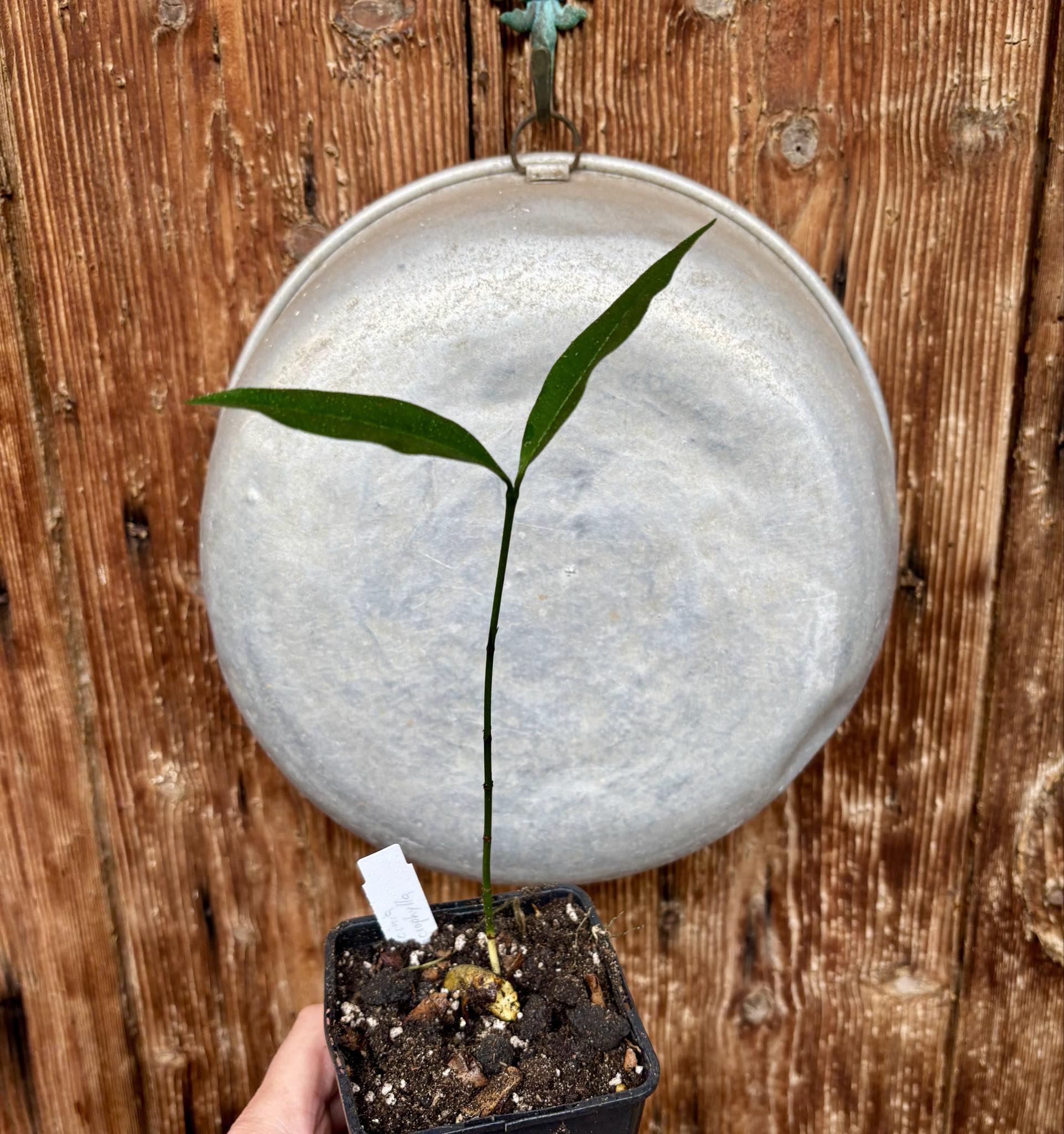 Garcinia macrophylla - 1 potted seedling / 1 getopfter Sämling