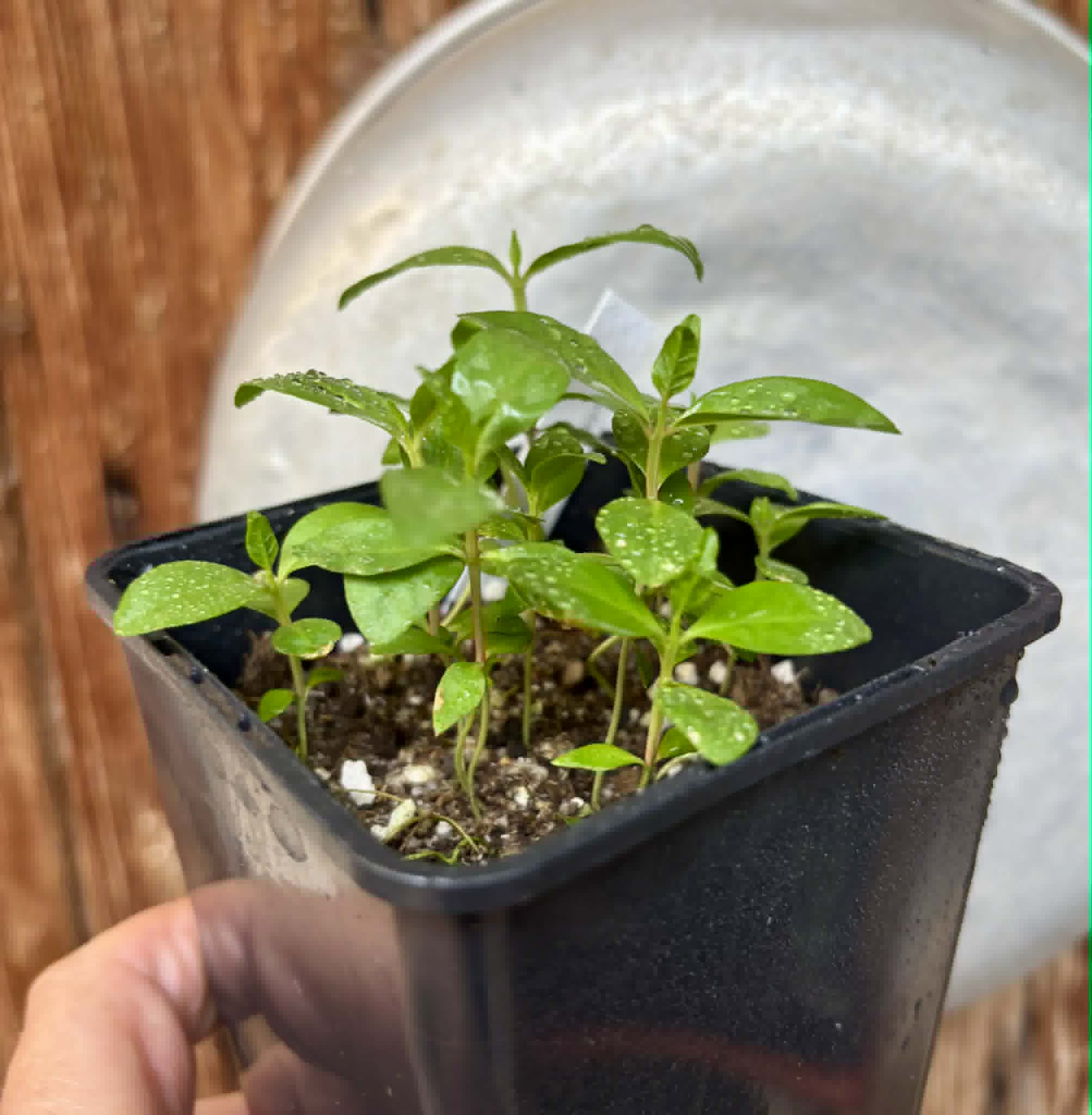 12 in 1 pot - Psidium guajava  "Paluma"  - 12 seedlings in one pot / 12 Sämlinge in einem Topf