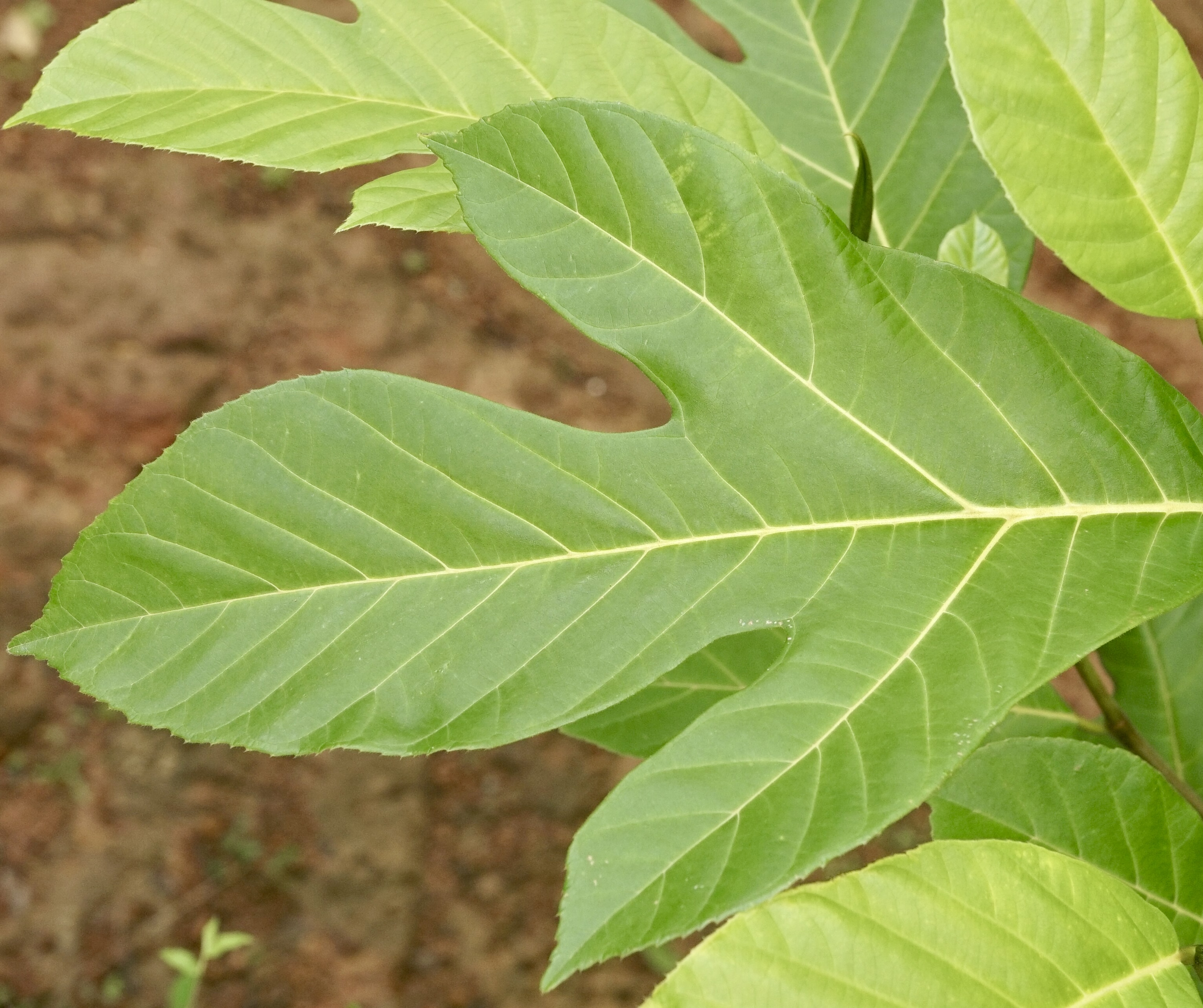 Artocarpus hirsutus  -  1 fresh seed / 1 frischer Samen