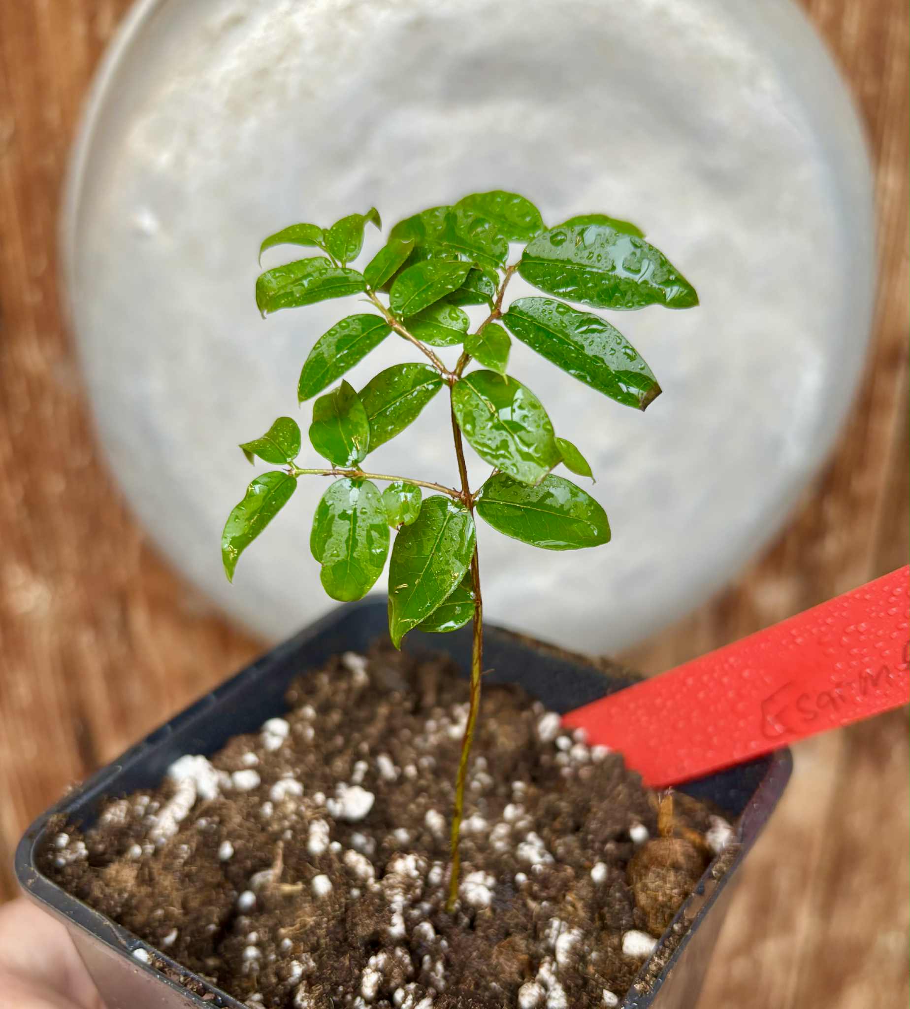 Jaboticaba - Plinia sp Esarme -  1 potted seedling / 1 getopfter Sämling
