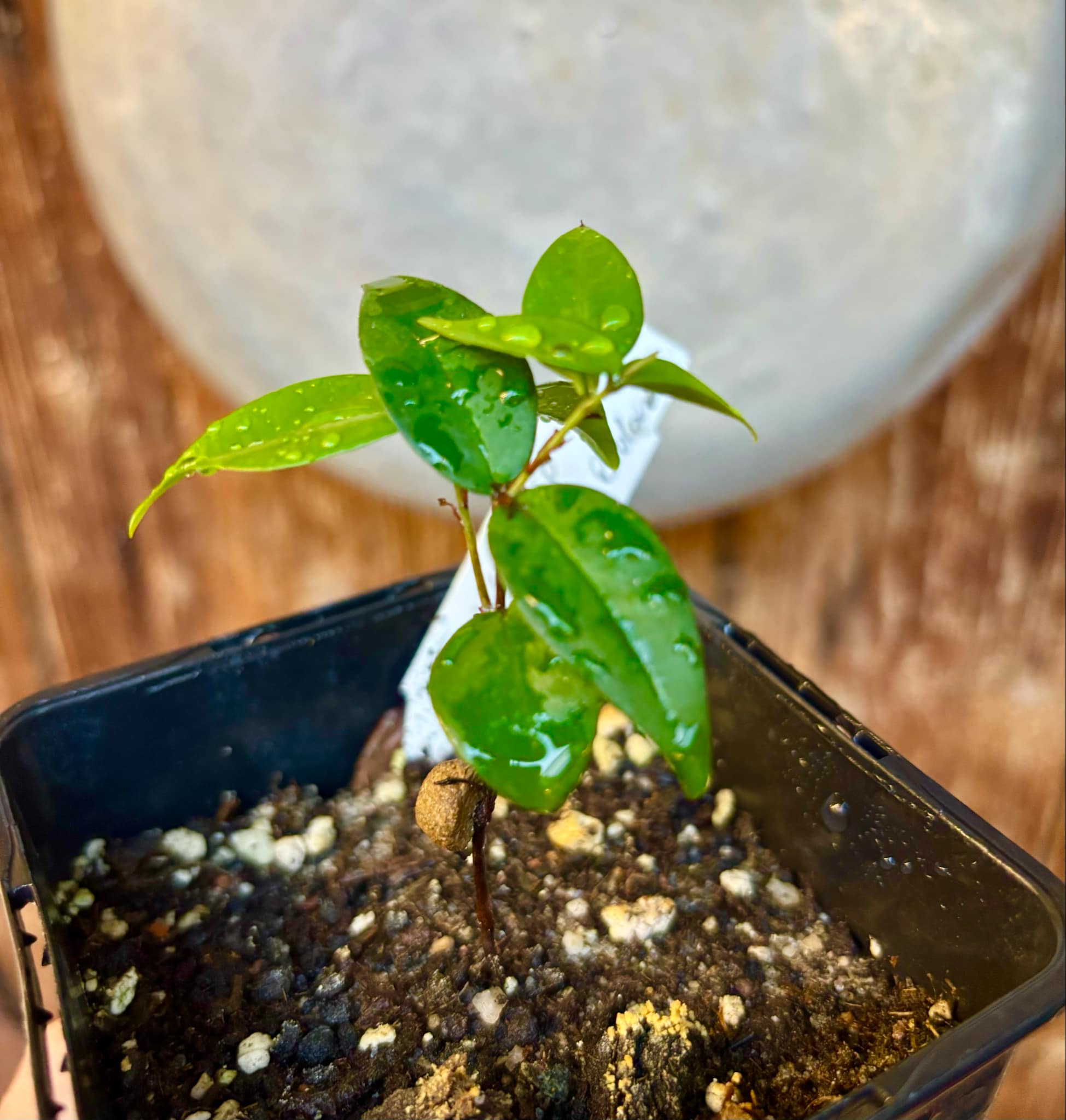 Eugenia sp Amarela Redonda - 1 small potted seedling / 1 kleiner, getopfter Sämling