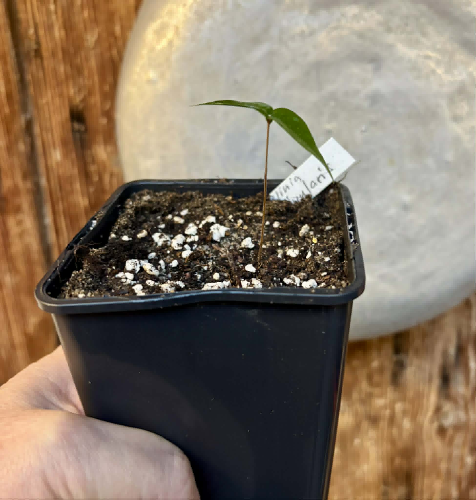 Yellow Guaburiti (Plinia rivularis var. flava) - 1 potted seedling / 1 getopfter Sämling