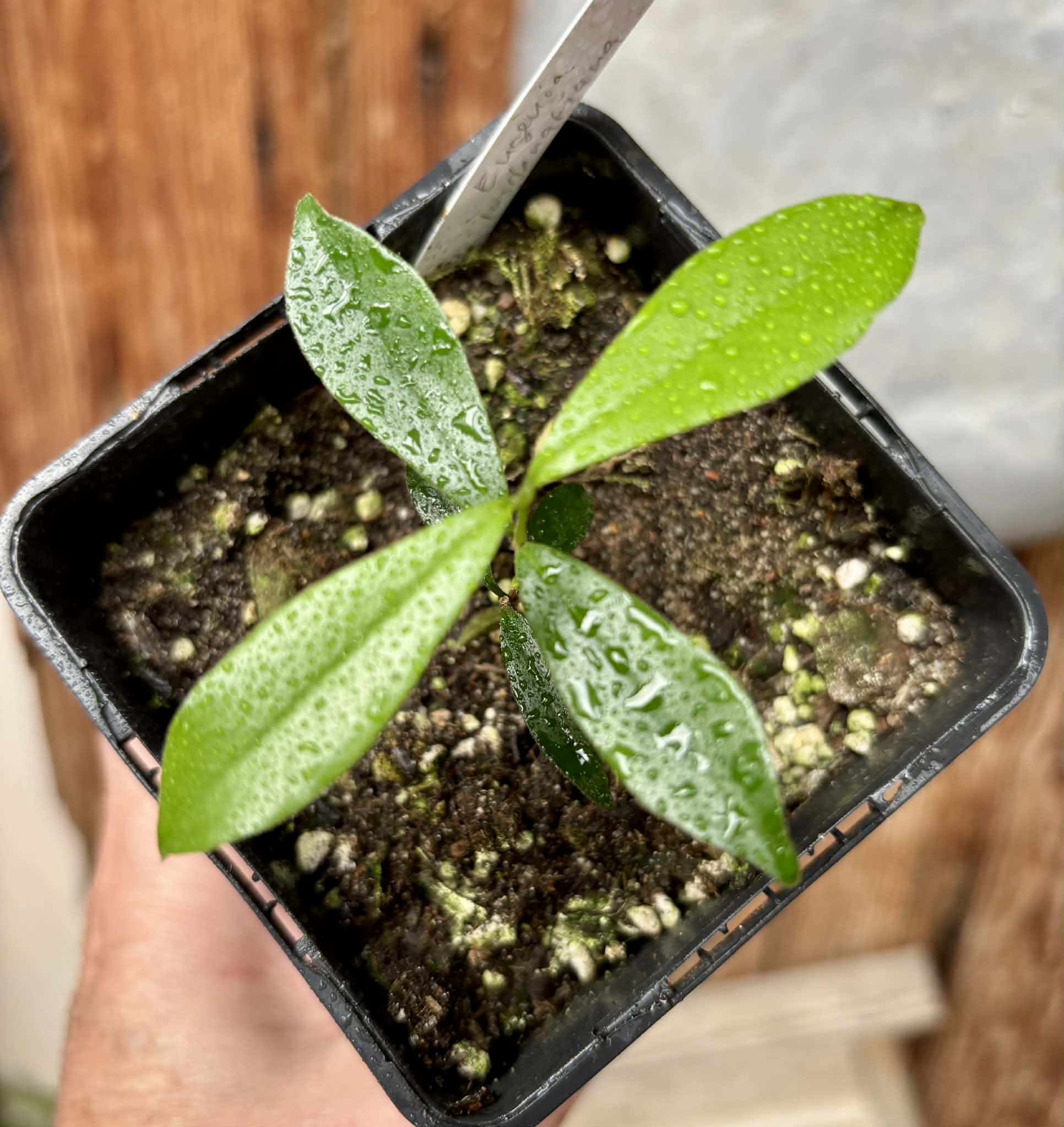 Pitomba (Eugenia luschnathiana) - 1 potted plant / 1 getopfte Pflanze