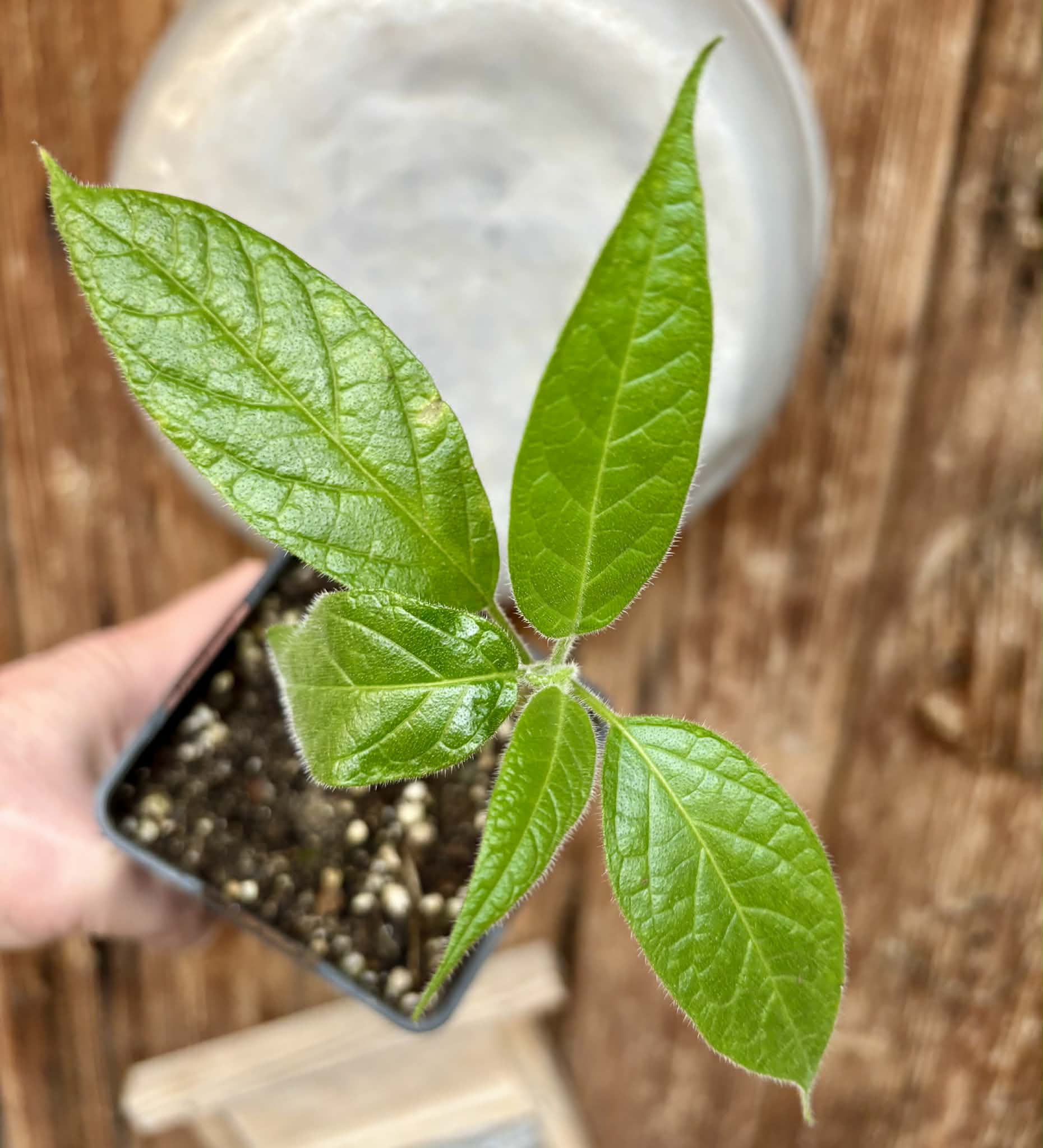 Solanum luridifuscescens - Tomatao Verde Piloso - 1 potted seedling / 1 getopfter Sämling