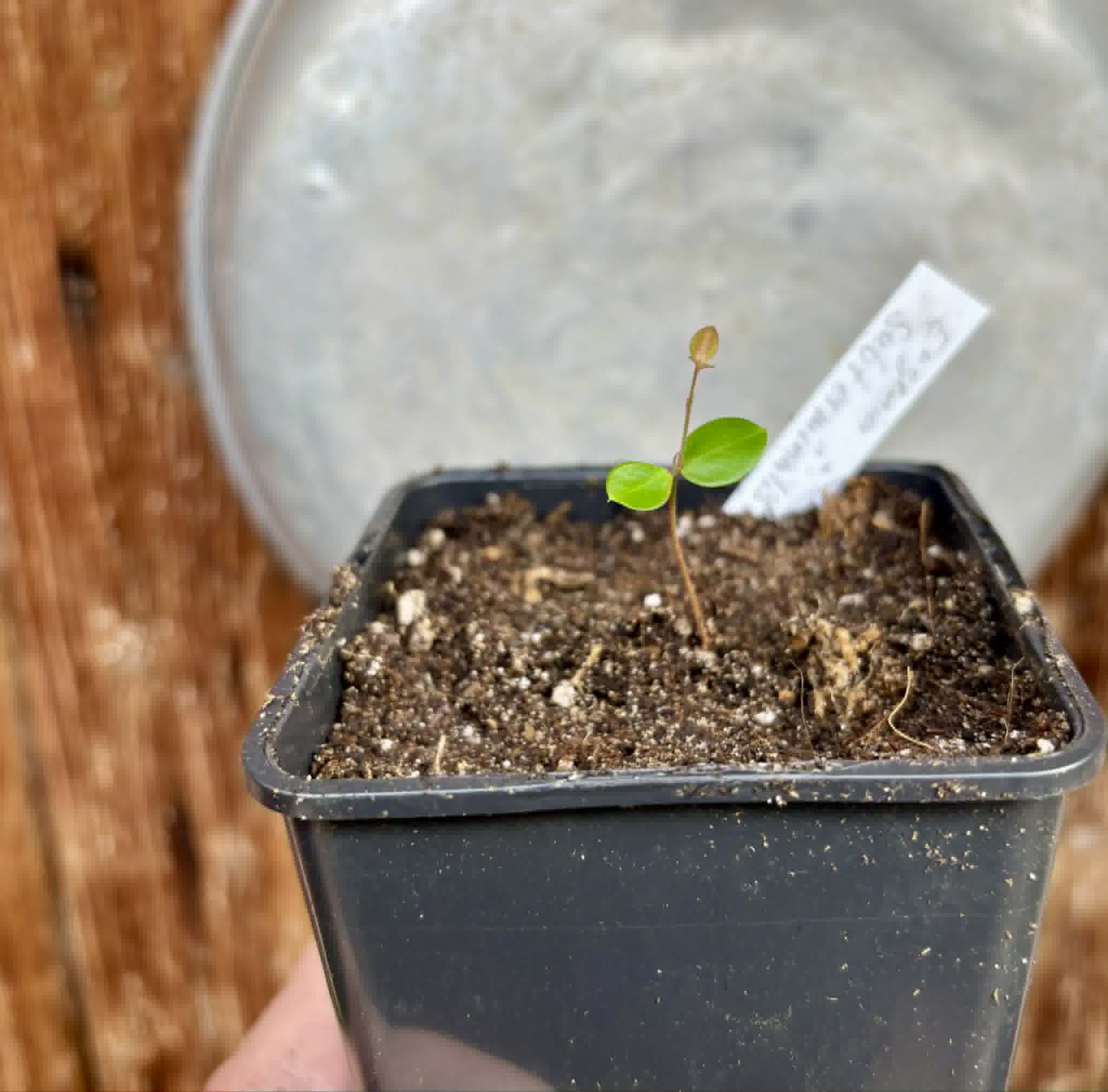 Eugenia subterminalis - 1 potted seedling / 1 getopfter Sämling