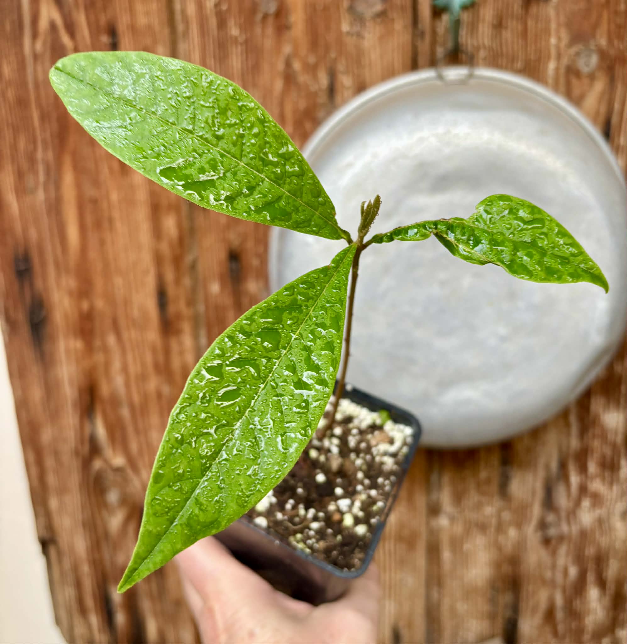 Pouteria sp Rondonia - 1 potted plant / 1 getopfte Pflanze