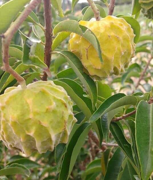 Eugenia sp la de Carneiro - Rare exotic plant - Seltene exotische Pflanze