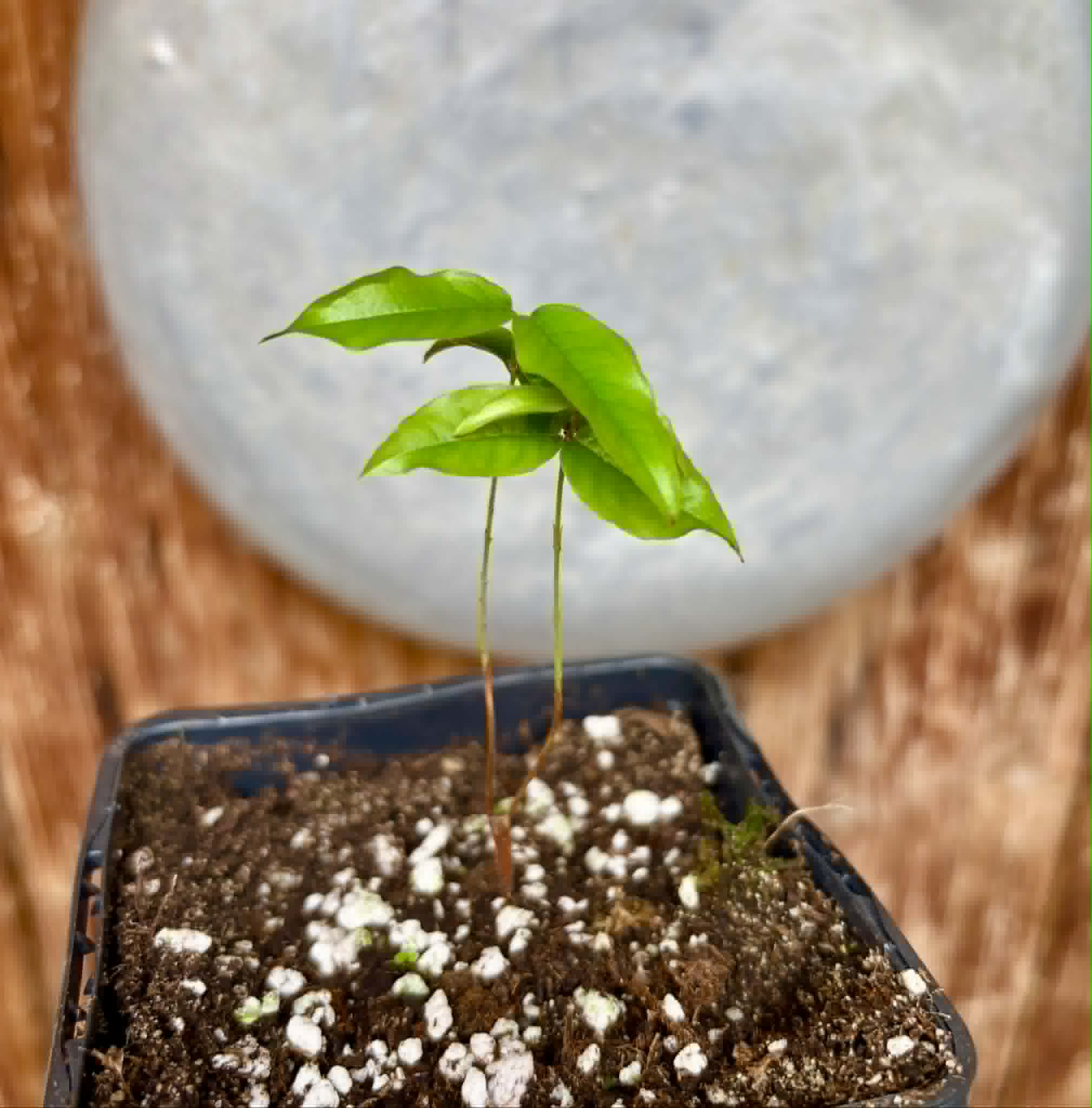 Plinia povedae - 1 potted seedling / 1 getopfter Sämling
