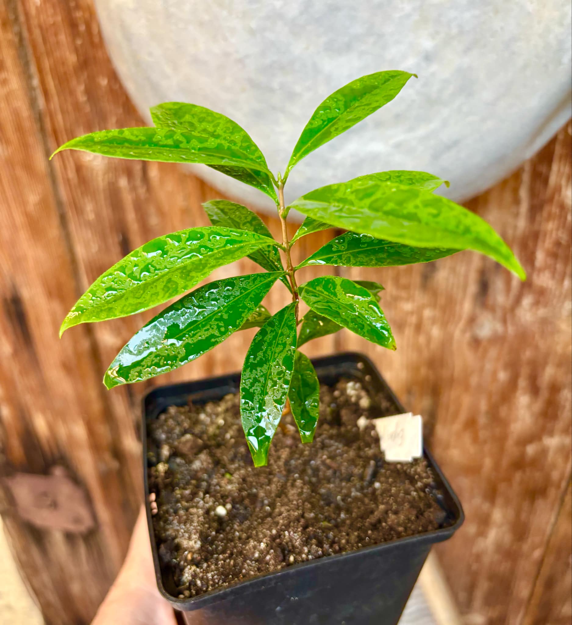 Eugenia punicifolia - 1 potted plant / 1 getopfte Pflanze