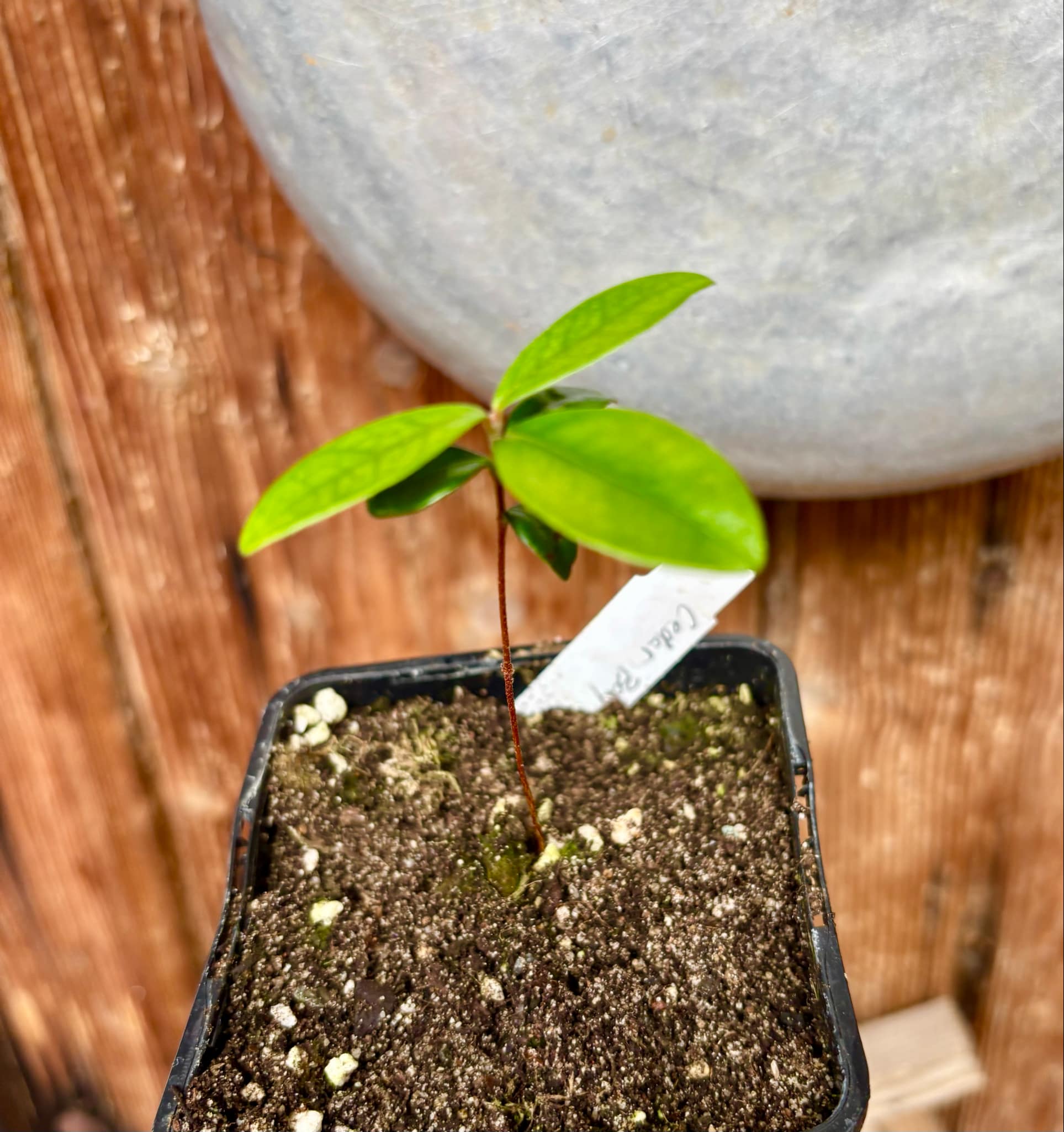 Eugenia reinwardtiana - Cedarbay Cherry -  1 small potted seedling / 1 kleiner, getopfter Sämling