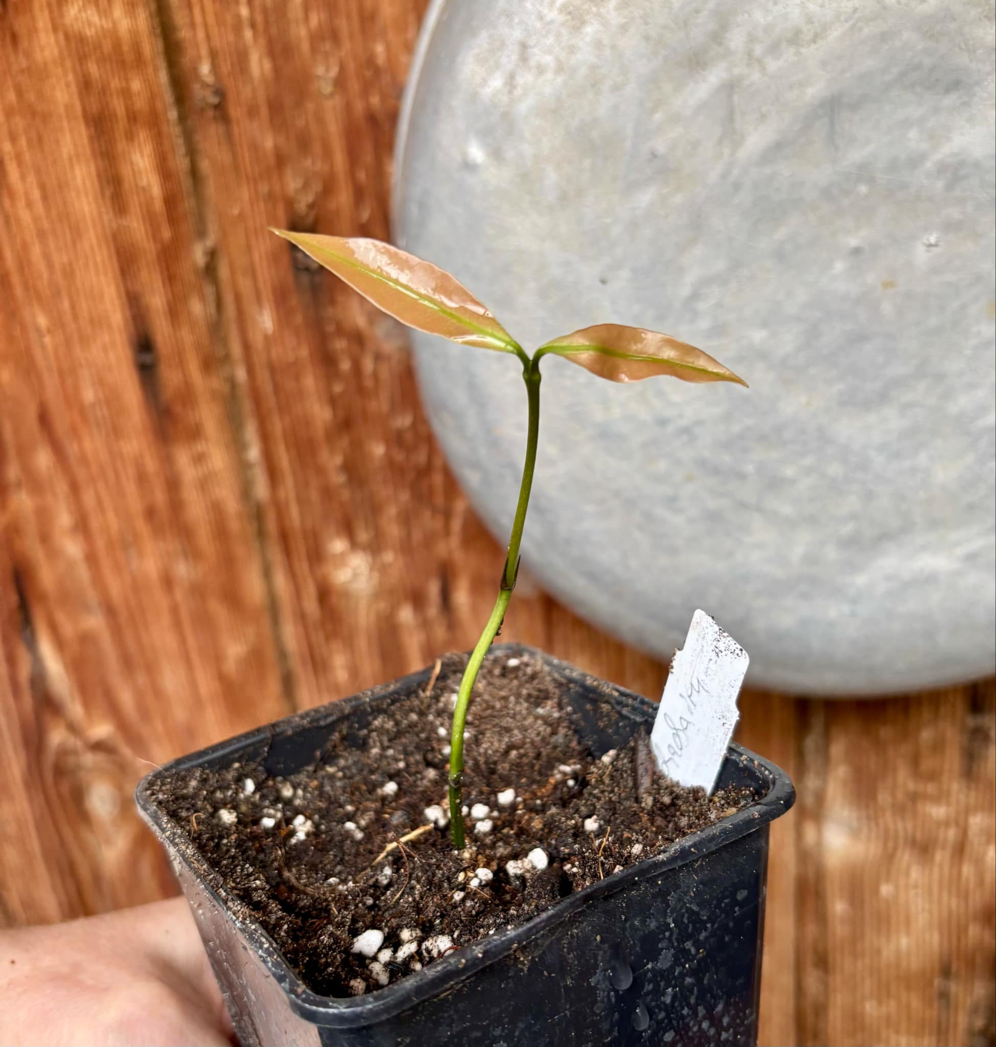 Garcinia humilis  - Achachairu - 1 small potted seedling / 1 kleiner, getopfter Sämling