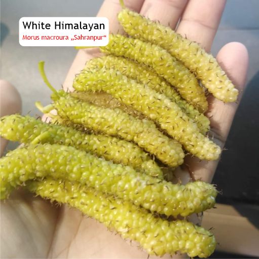Pre Order - White Himalayan (Morus macroura 'Saharanpur') - 1 grafted, potted plant / 1 veredelte, getopfte Pflanze