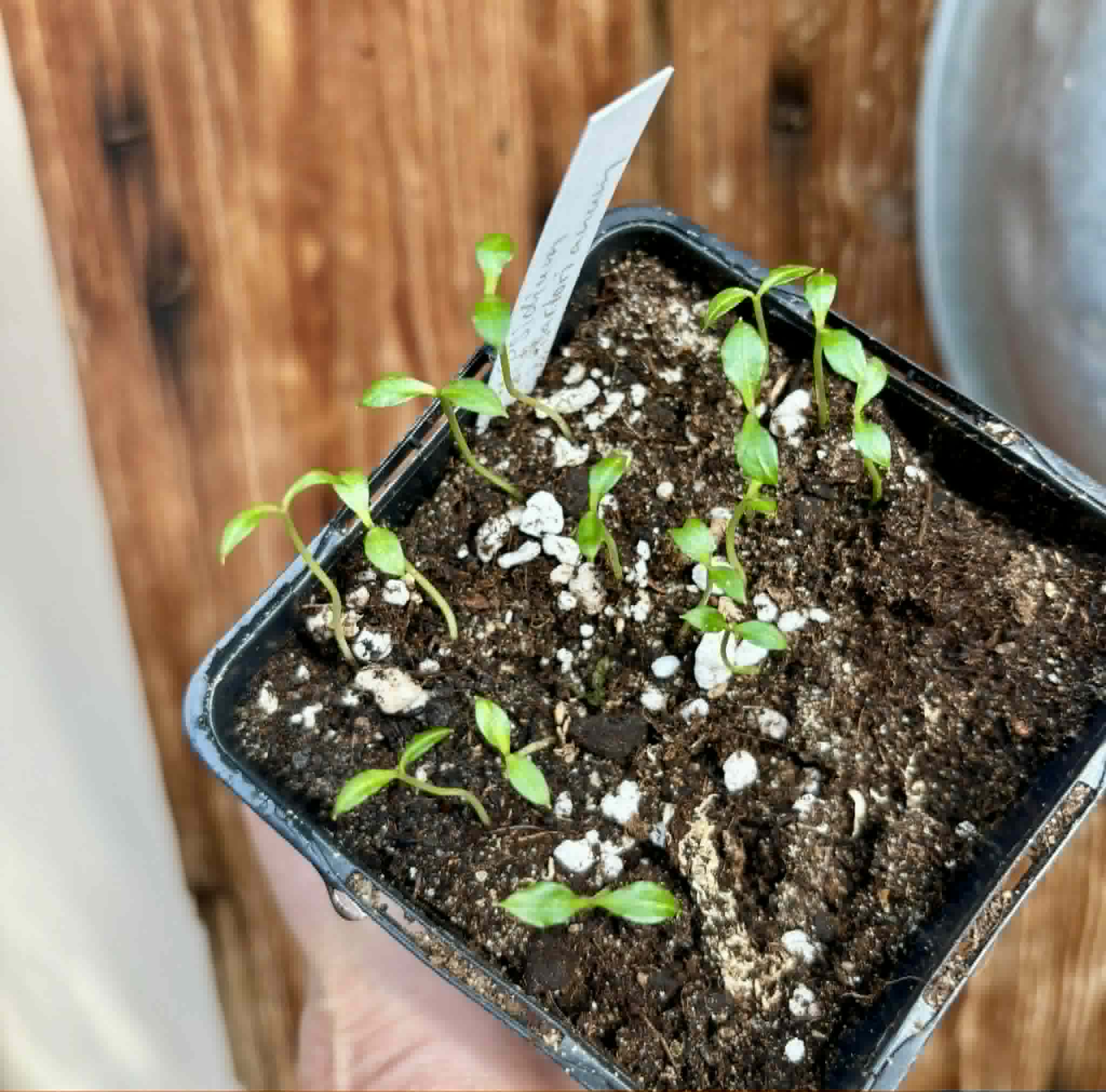 15 in 1 pot - Psidium sartorianum - 15 seedlings in one pot / 15 Sämlinge in einem Topf