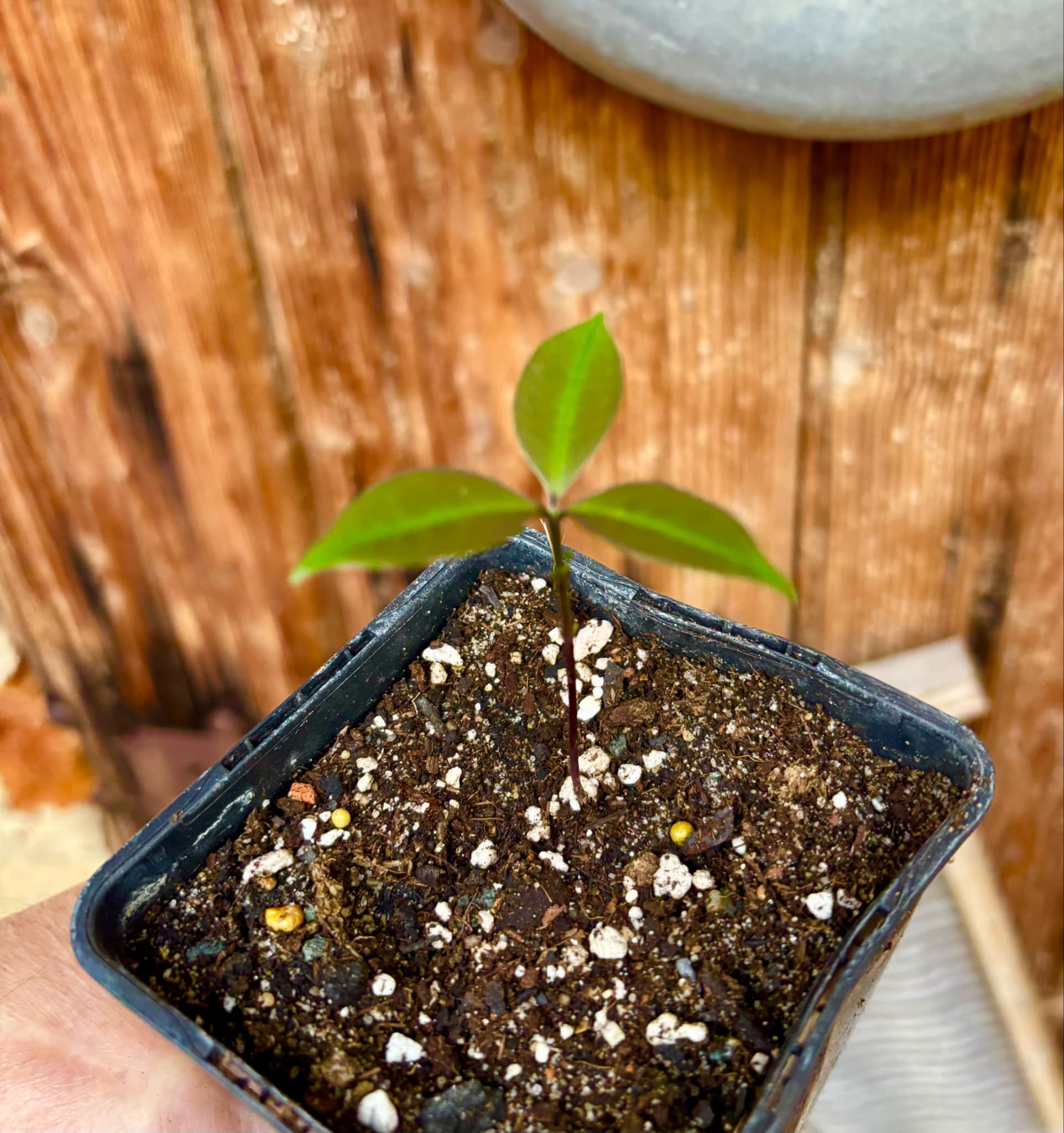 Eugenia sp Sementes branca Polpa roxa -  1 small potted seedling / 1 kleiner, getopfter Sämling