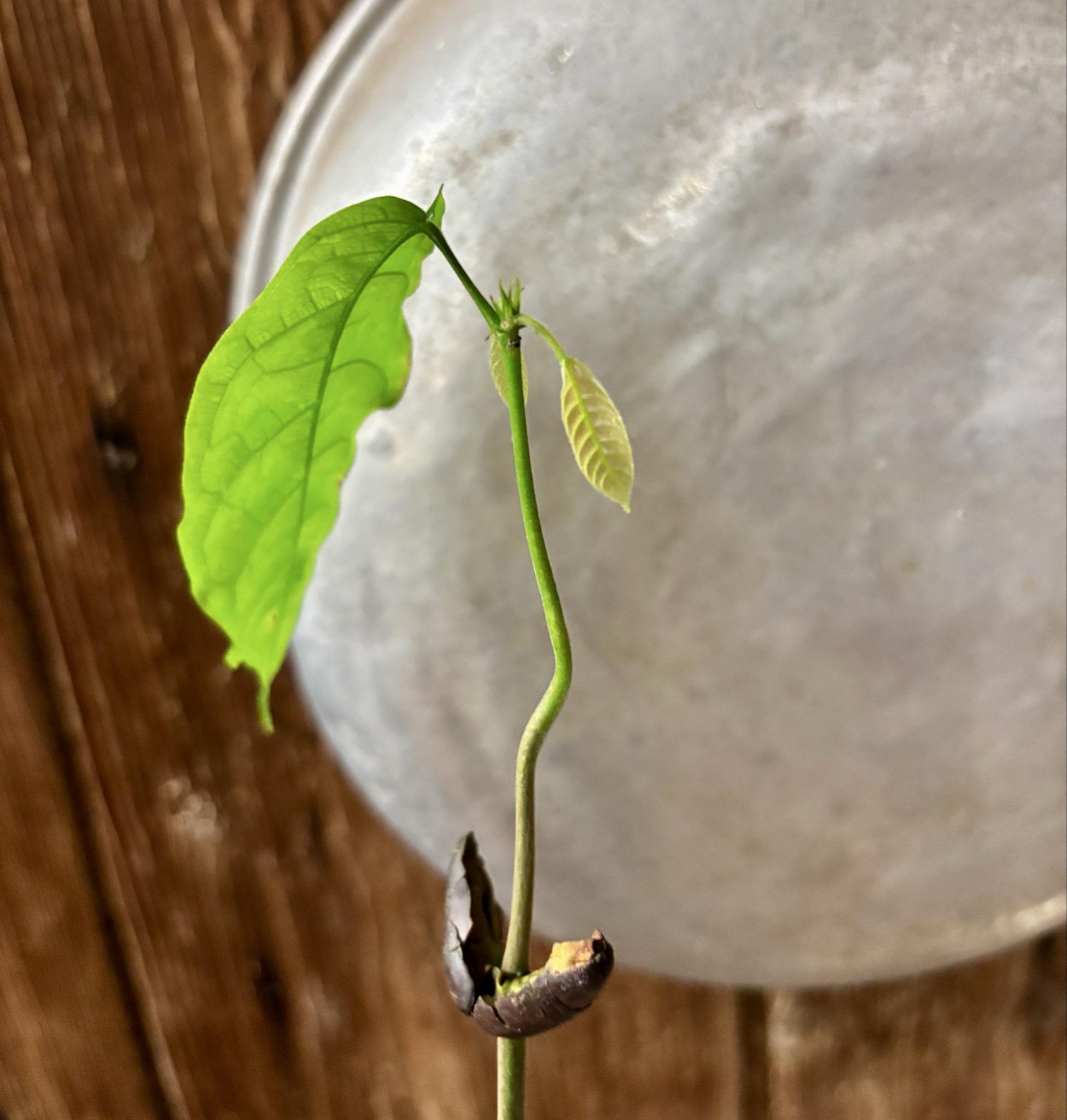 Cocoa - Kakao (Theobroma cacao) var. Trinitario - 1 potted seedling / 1 getopfter Sämling