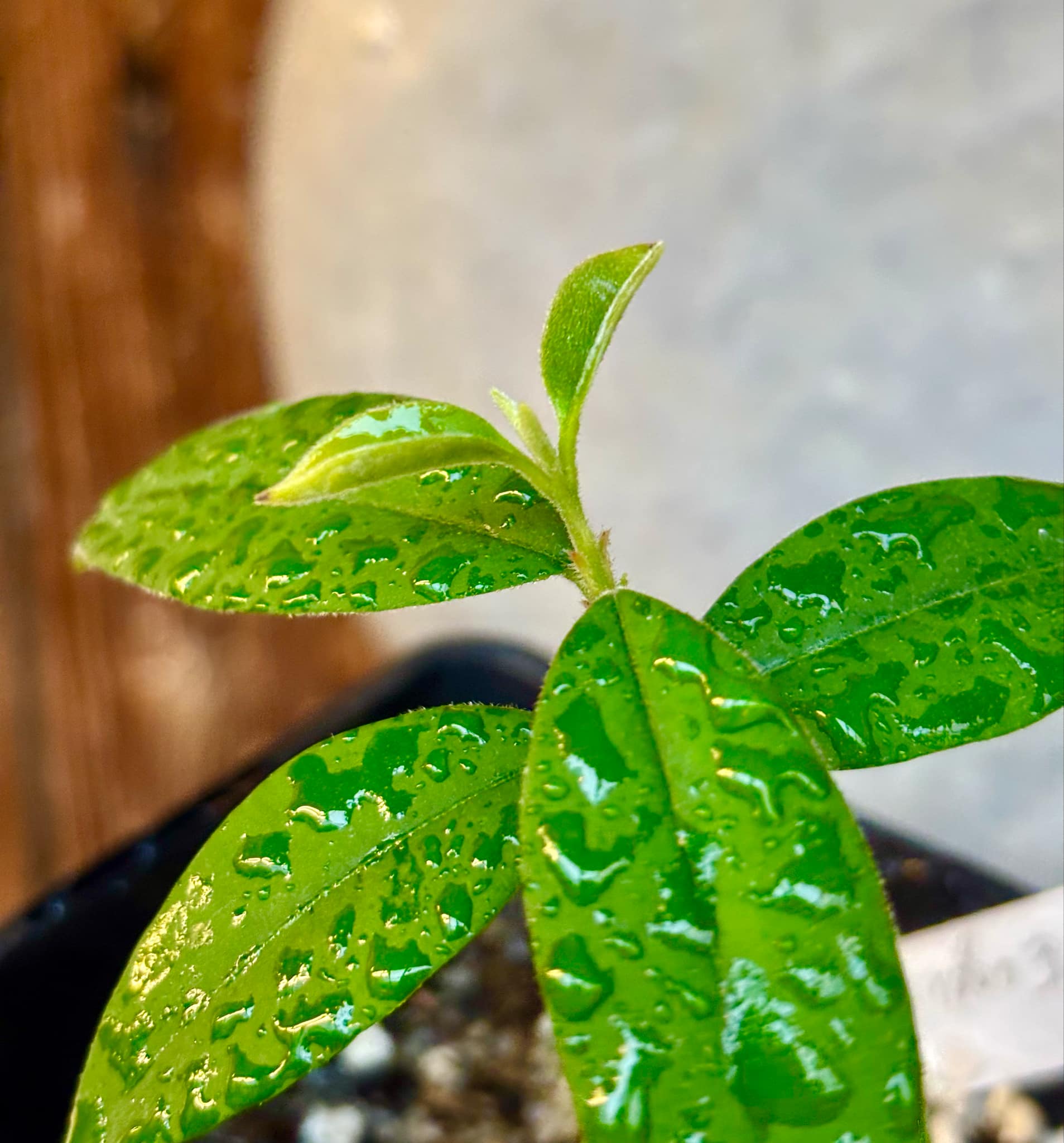 Eugenia oblongata - 1 potted plant / 1 getopfte Pflanze