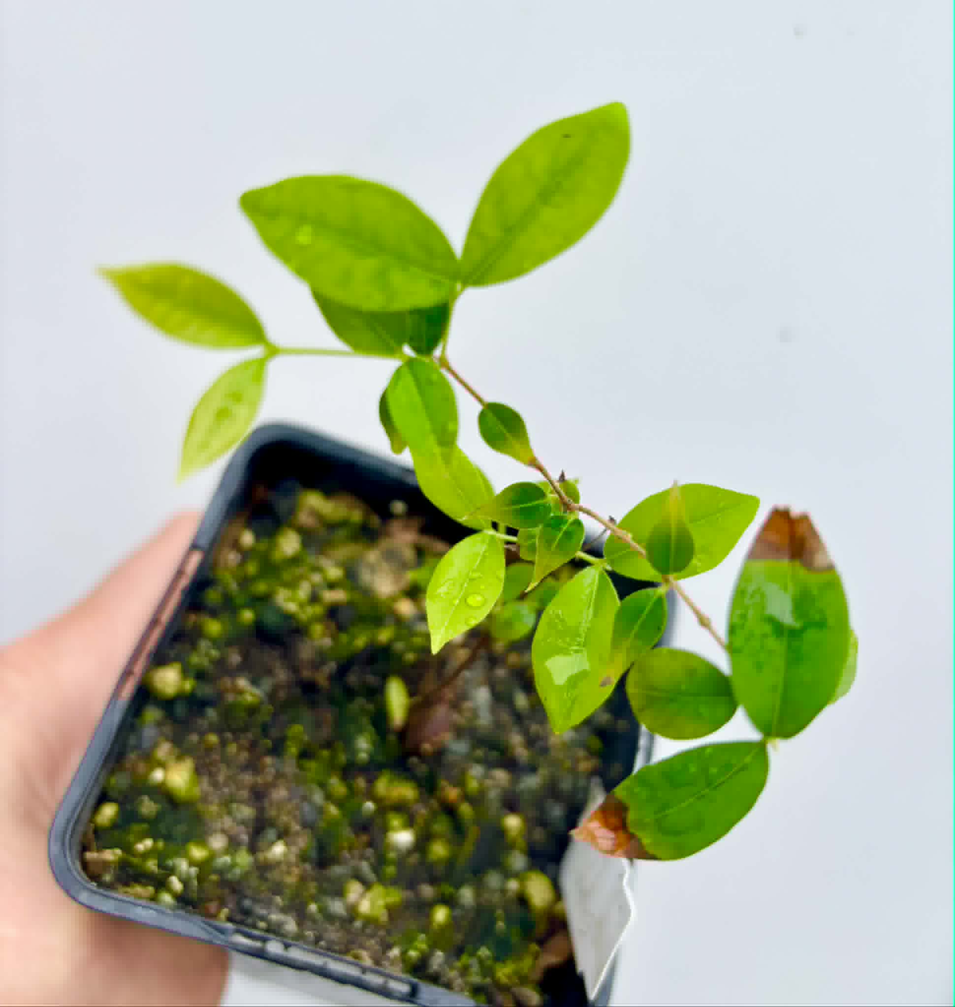 Uvaia do Campo - Eugenia lutescens -  1 potted seedling / 1 getopfter Sämling