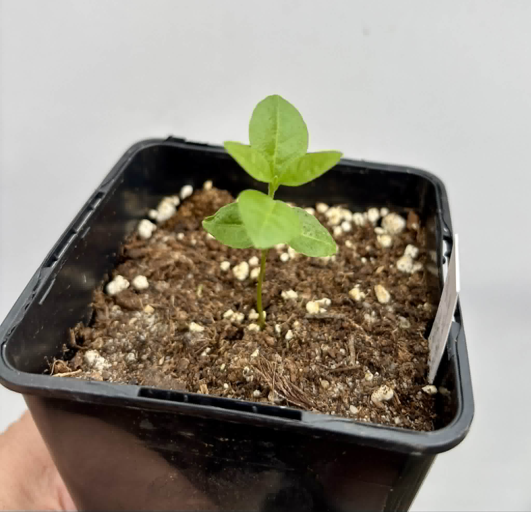 Psidium sp Anacardium -  1 potted seedling / 1 getopfter Sämling