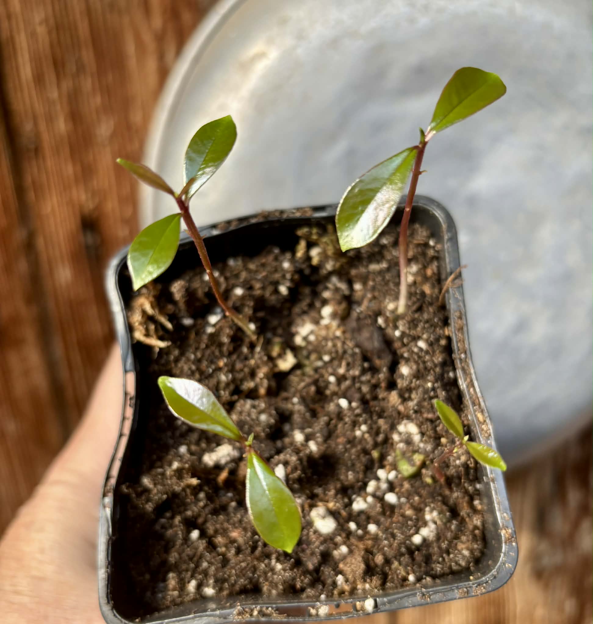 4 in 1 pot - Syzygium grande - 4 seedlings in one pot / 4 Sämlinge in einem Topf