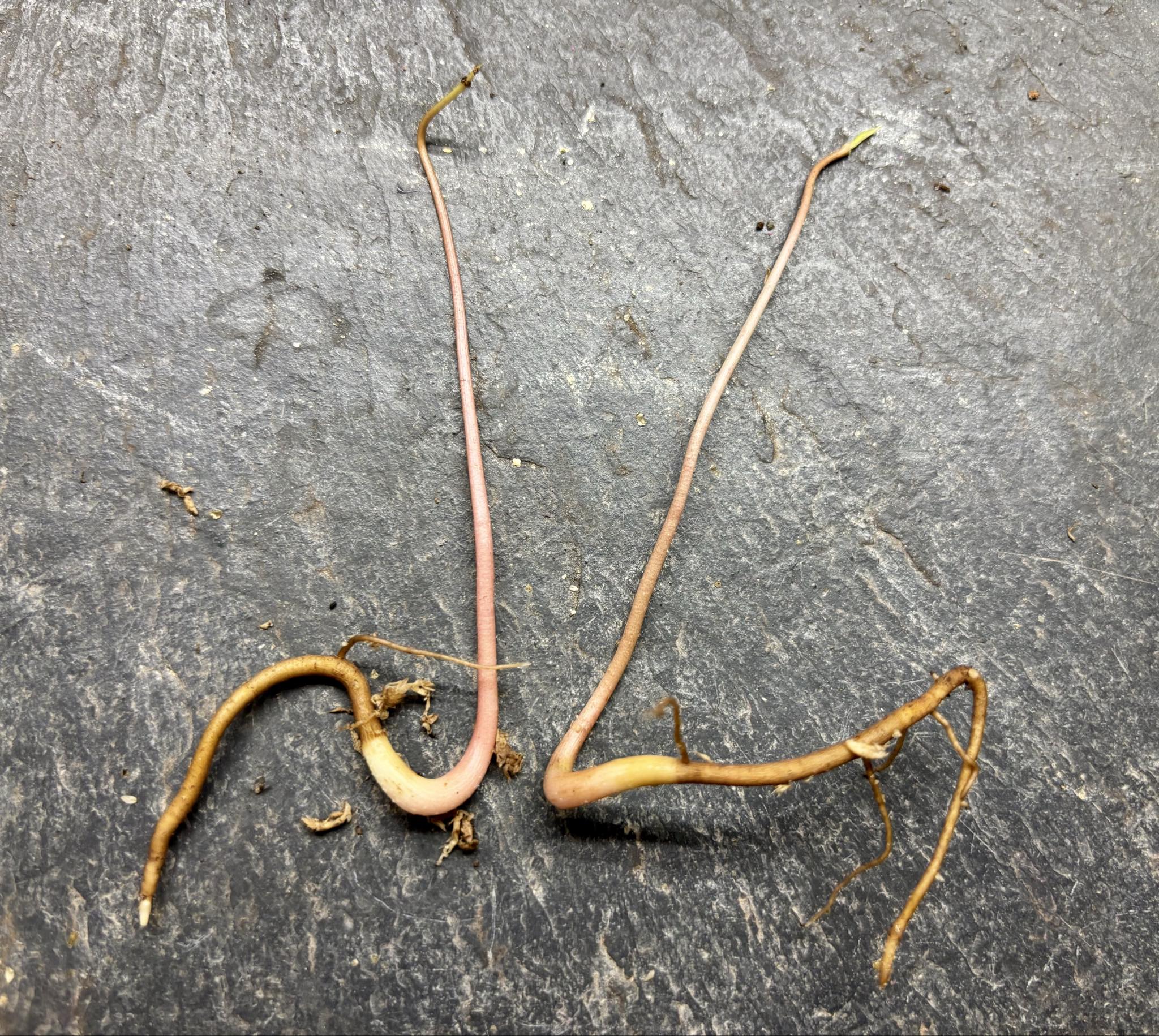 Duguetia aff. lanceolata - Pindauva Roxa -   1 germinated seed / 1 gekeimter Samen