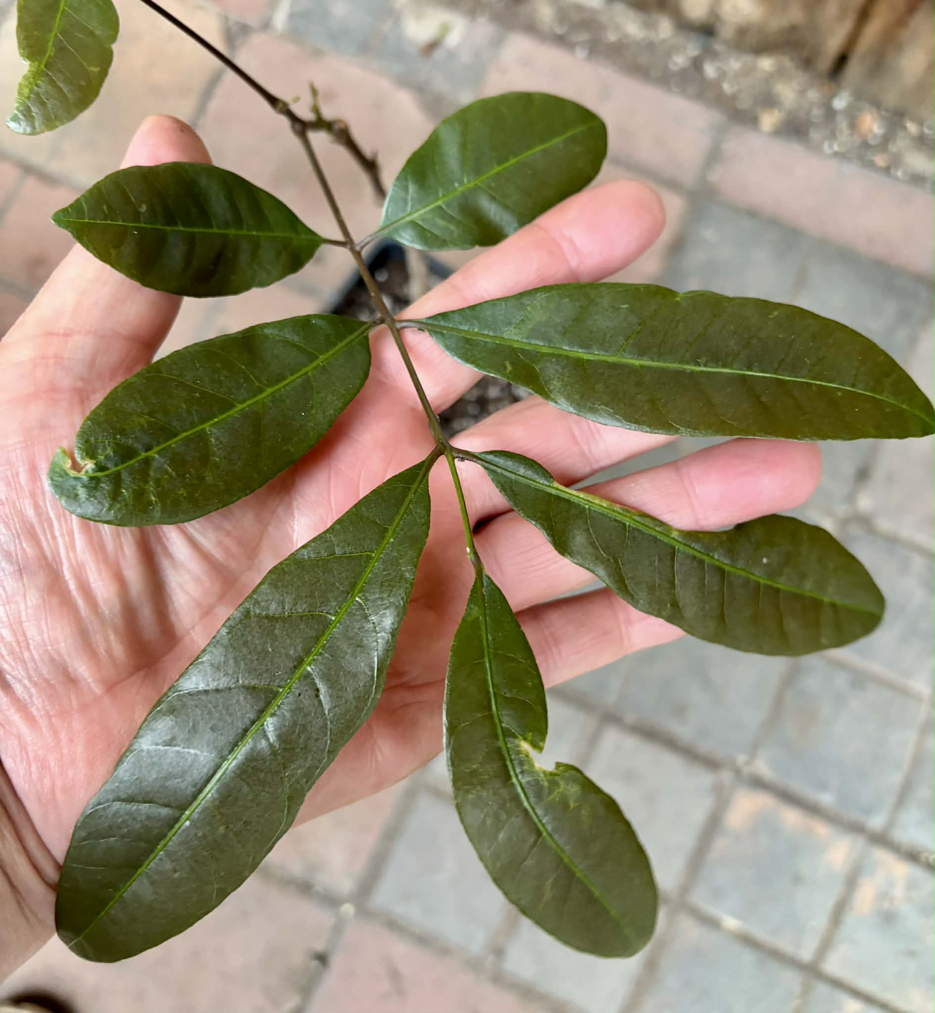 over 2 years old - Longan (Dimocarpus longan) - 1 potted plant / 1 getopfte Pflanze