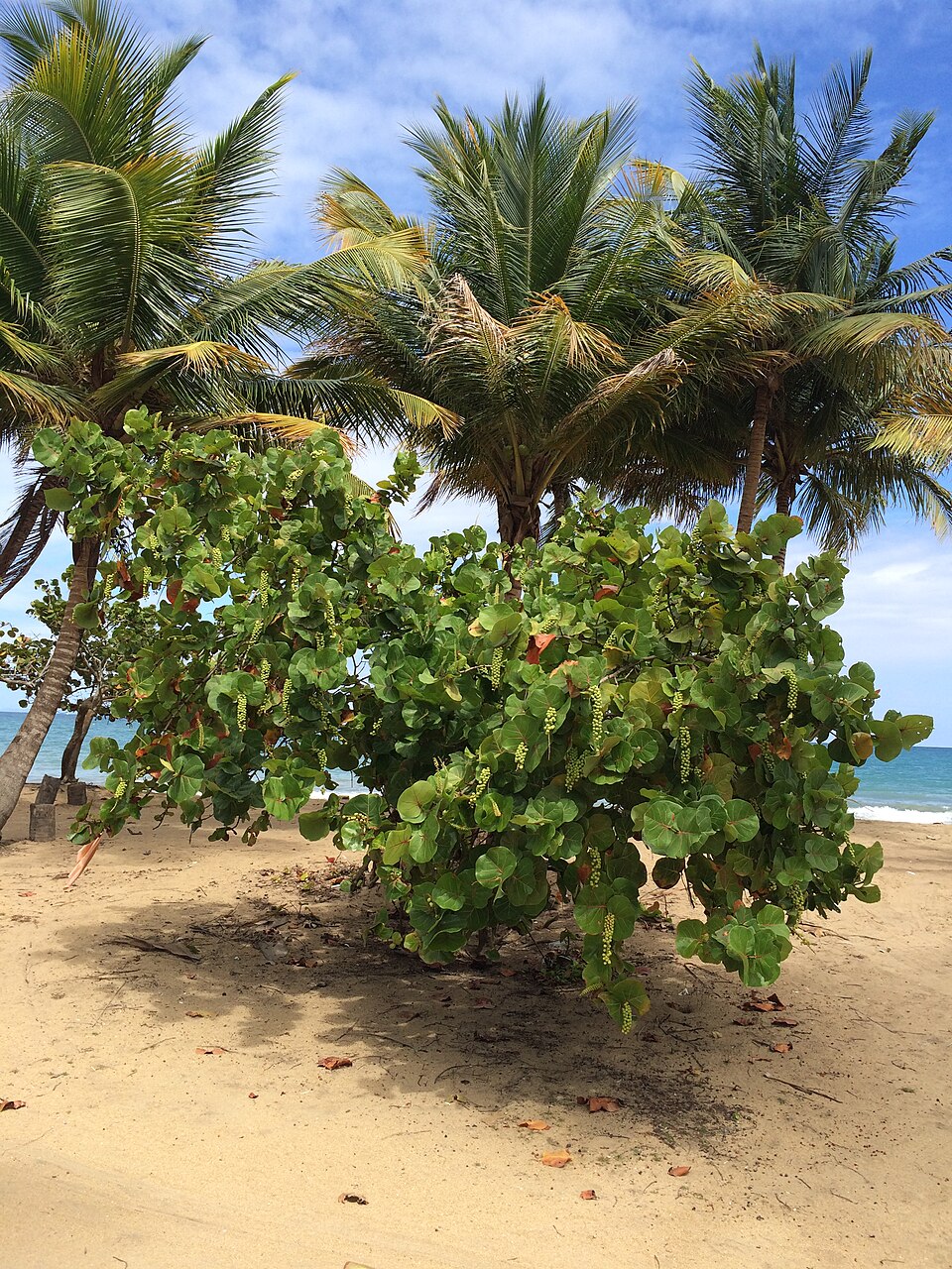 Sea Grape (Coccoloba uvifera)  -  3 fresh seeds / 3 frische Samen