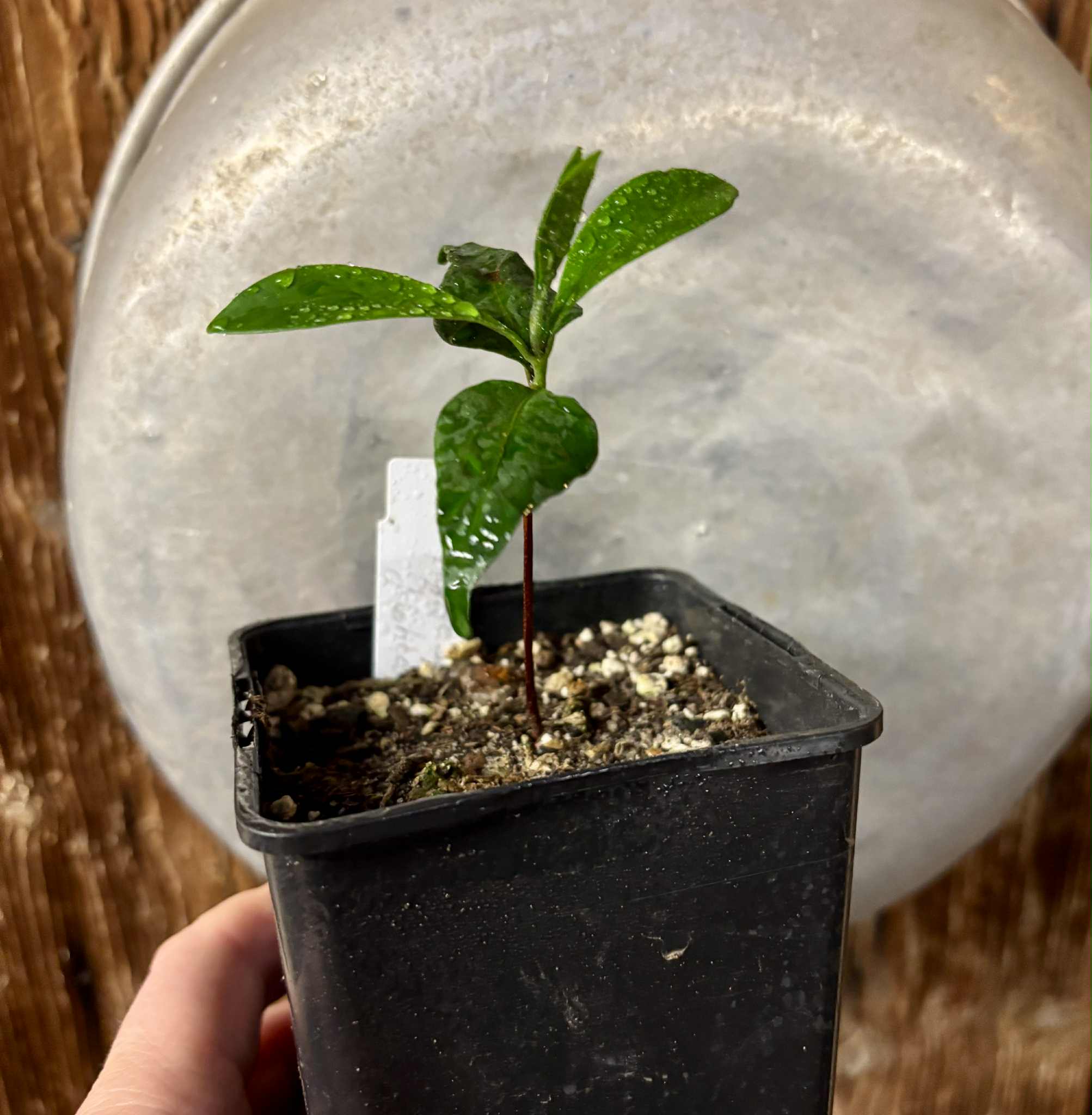 Myrcia sp Jaboticaba Bahia -  1 small potted seedling / 1 kleiner, getopfter Sämling