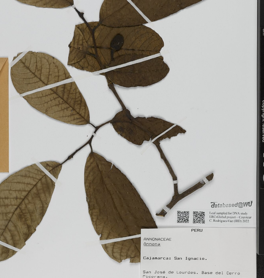 Annona andicola  - 1 potted plant / 1 getopfte Pflanze