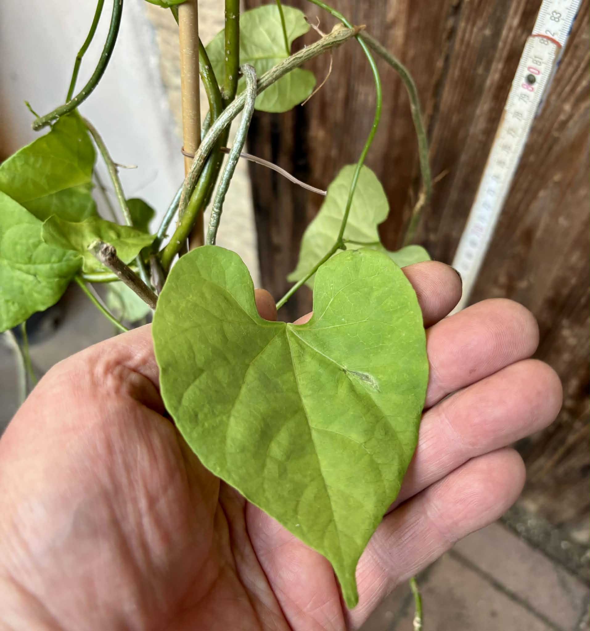 Uva do Mato (Disciphania ernstii) - 1 potted plant / 1 getopfte Pflanze