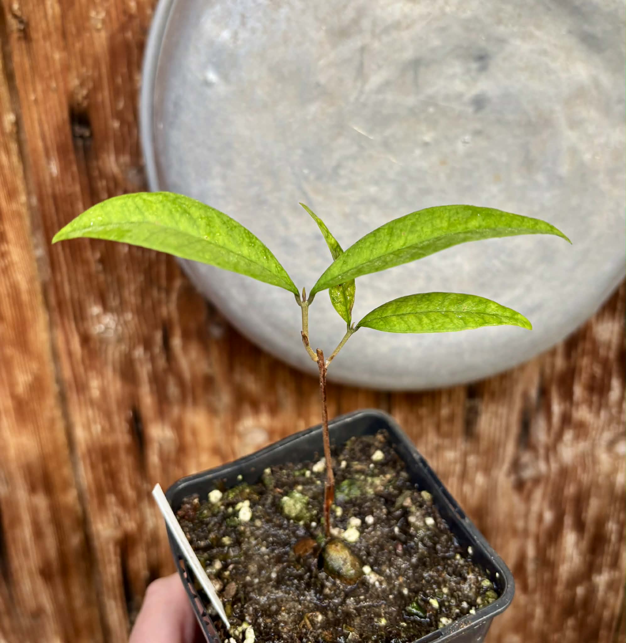 Eugenia pisiformis - Uvaia vermelha da mata - 1 potted seedling / 1  getopfter Sämling