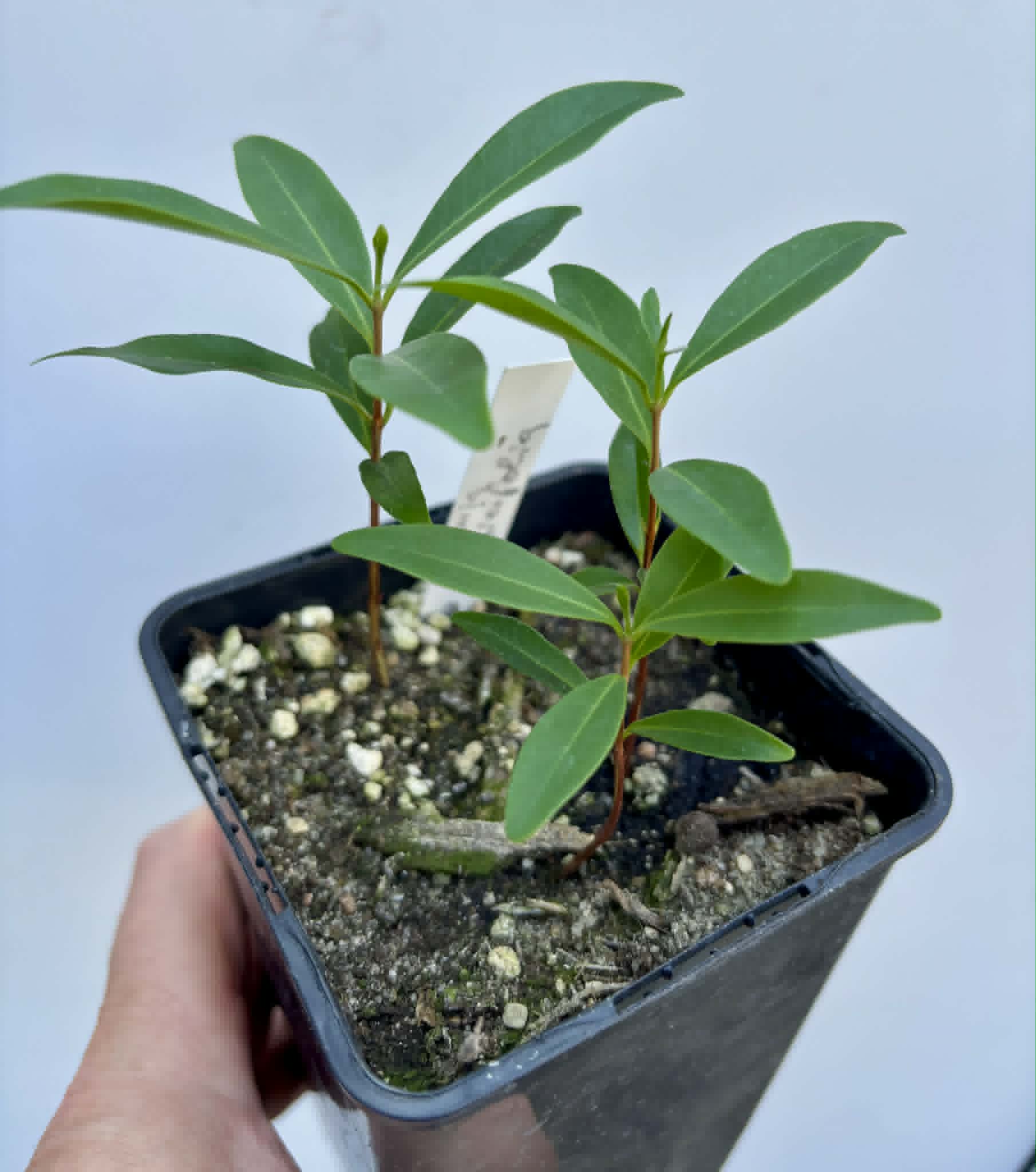 3 in 1 pot - Eugenia punicifolia - 3 seedlings in one pot / 3 Sämlinge in einem Topf