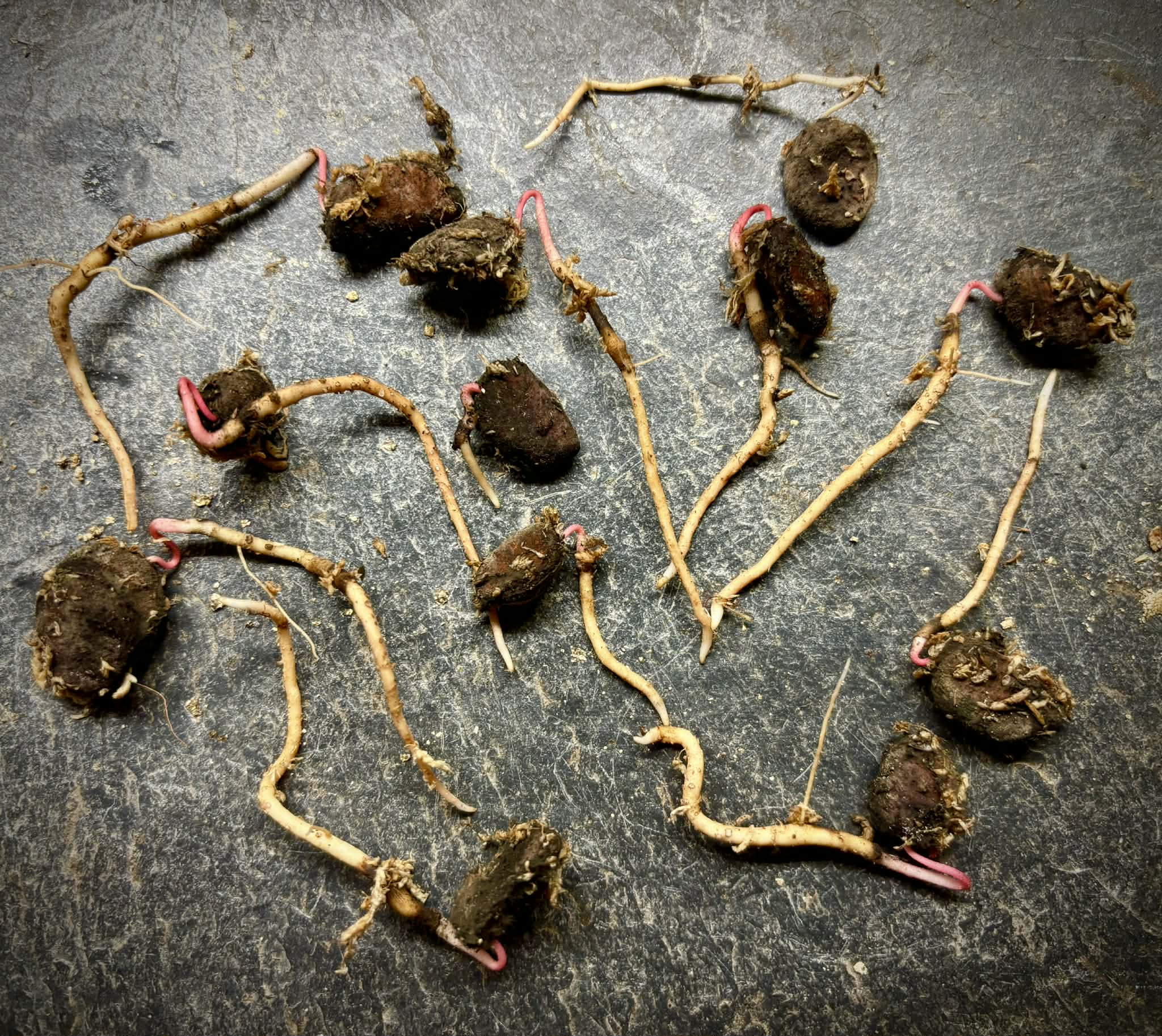 Phrom Phanom (Mitrophora monocarpa) - 1 germinated seed / 1 gekeimter Samen